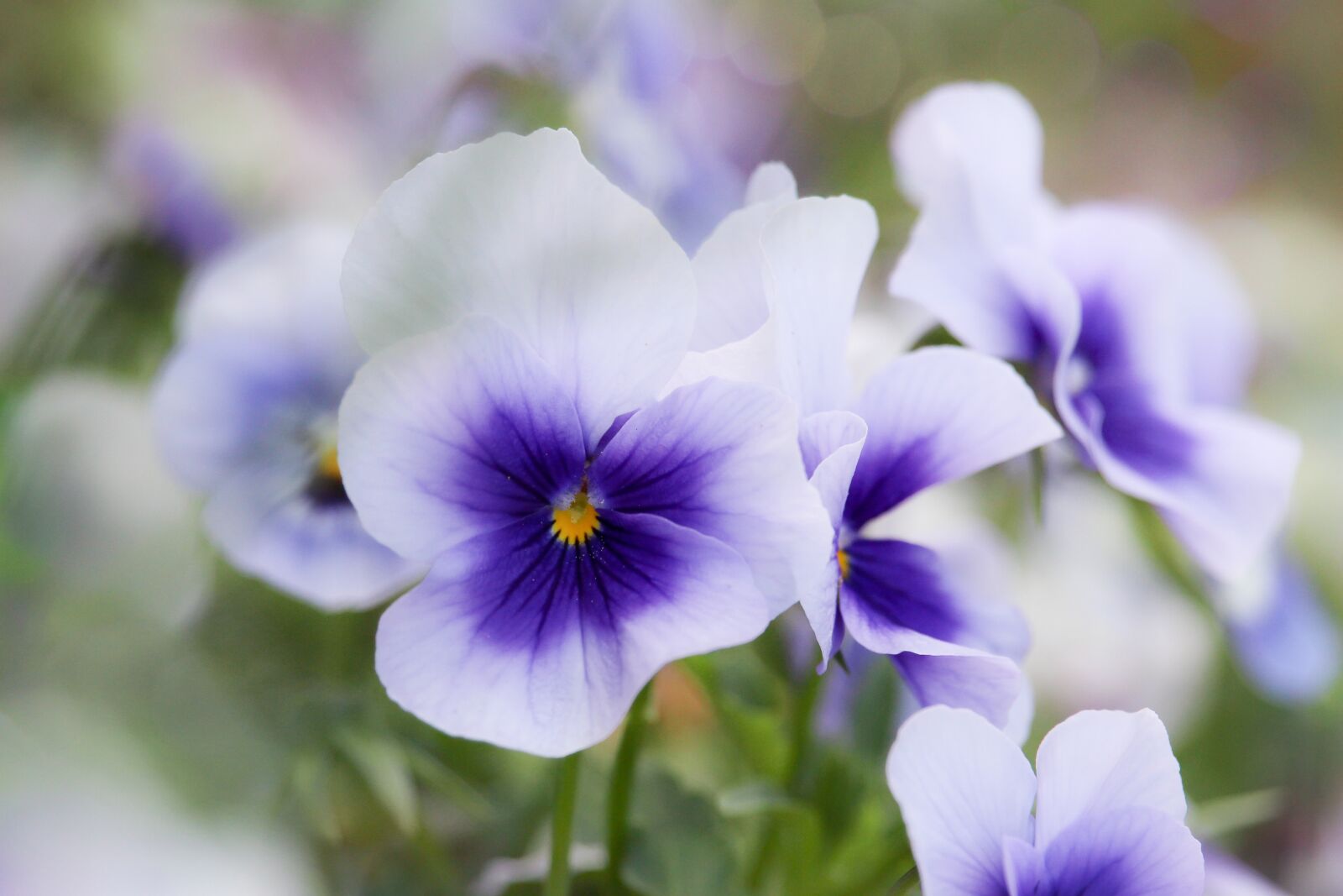 Canon EF-S 55-250mm F4-5.6 IS STM sample photo. Pansy, nature, flower photography