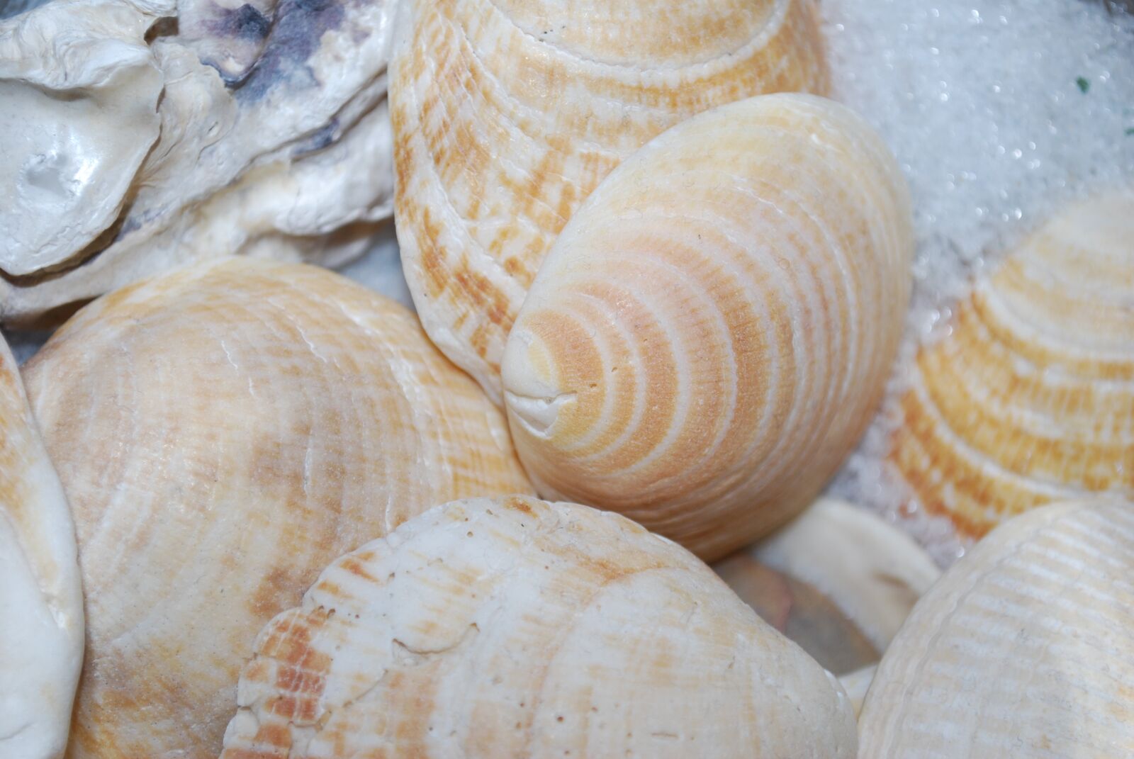 Nikon D60 sample photo. Seashell, sea, shellfish photography