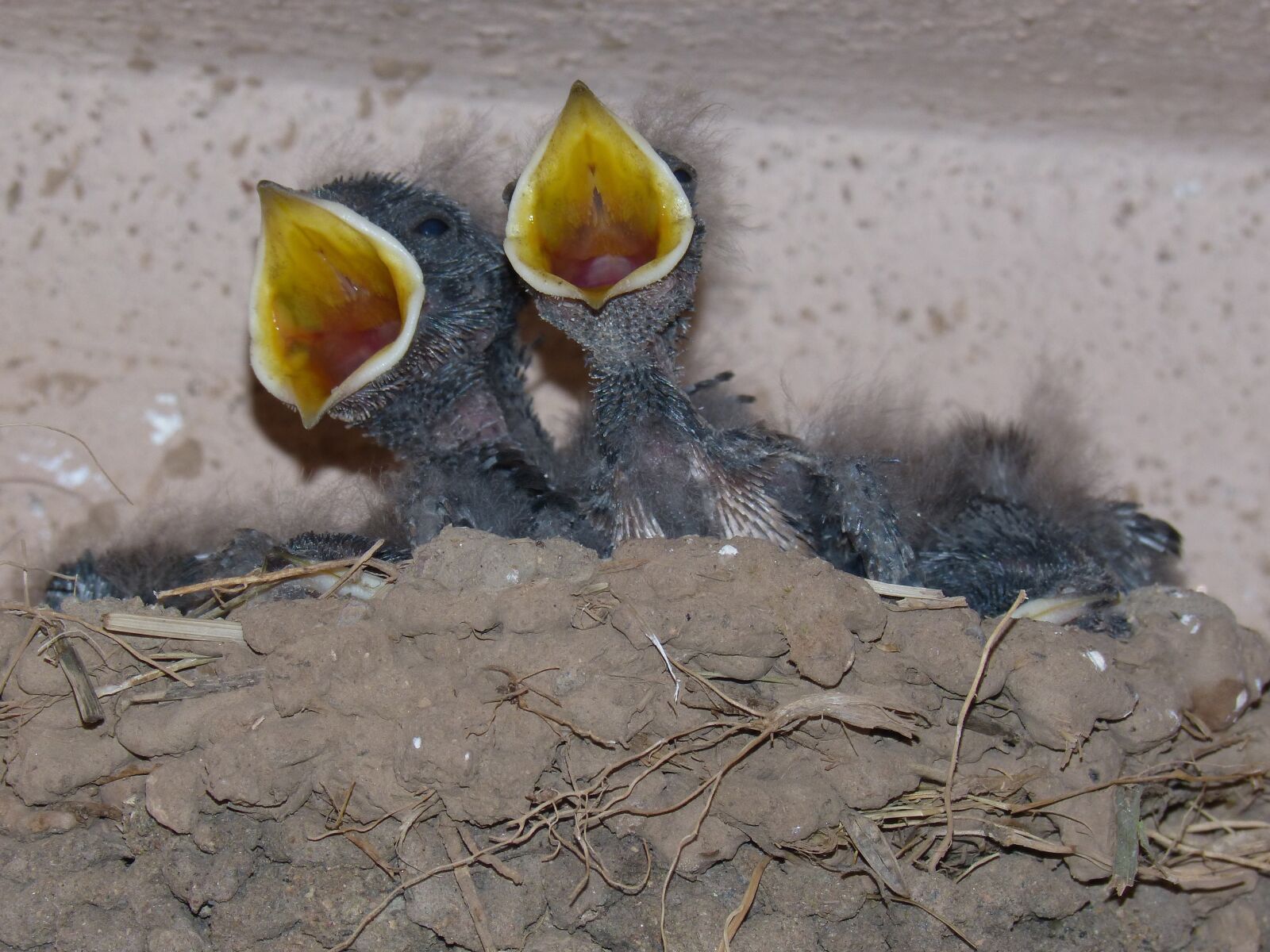 Panasonic DMC-FZ62 sample photo. Chicks, birds, young photography
