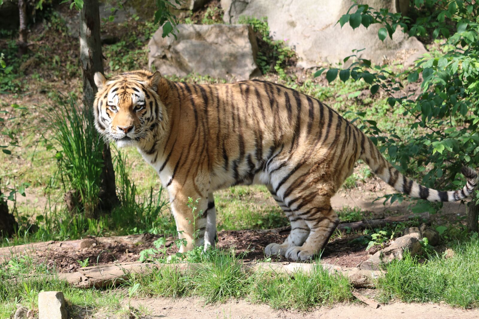 Canon EF-S 55-250mm F4-5.6 IS STM sample photo. Tiger, cat, predator photography