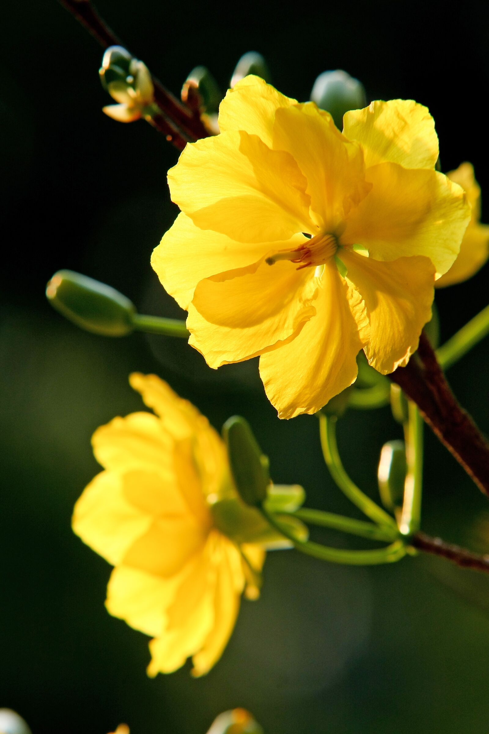 Canon EOS 40D sample photo. Yellow, scenery, flower photography