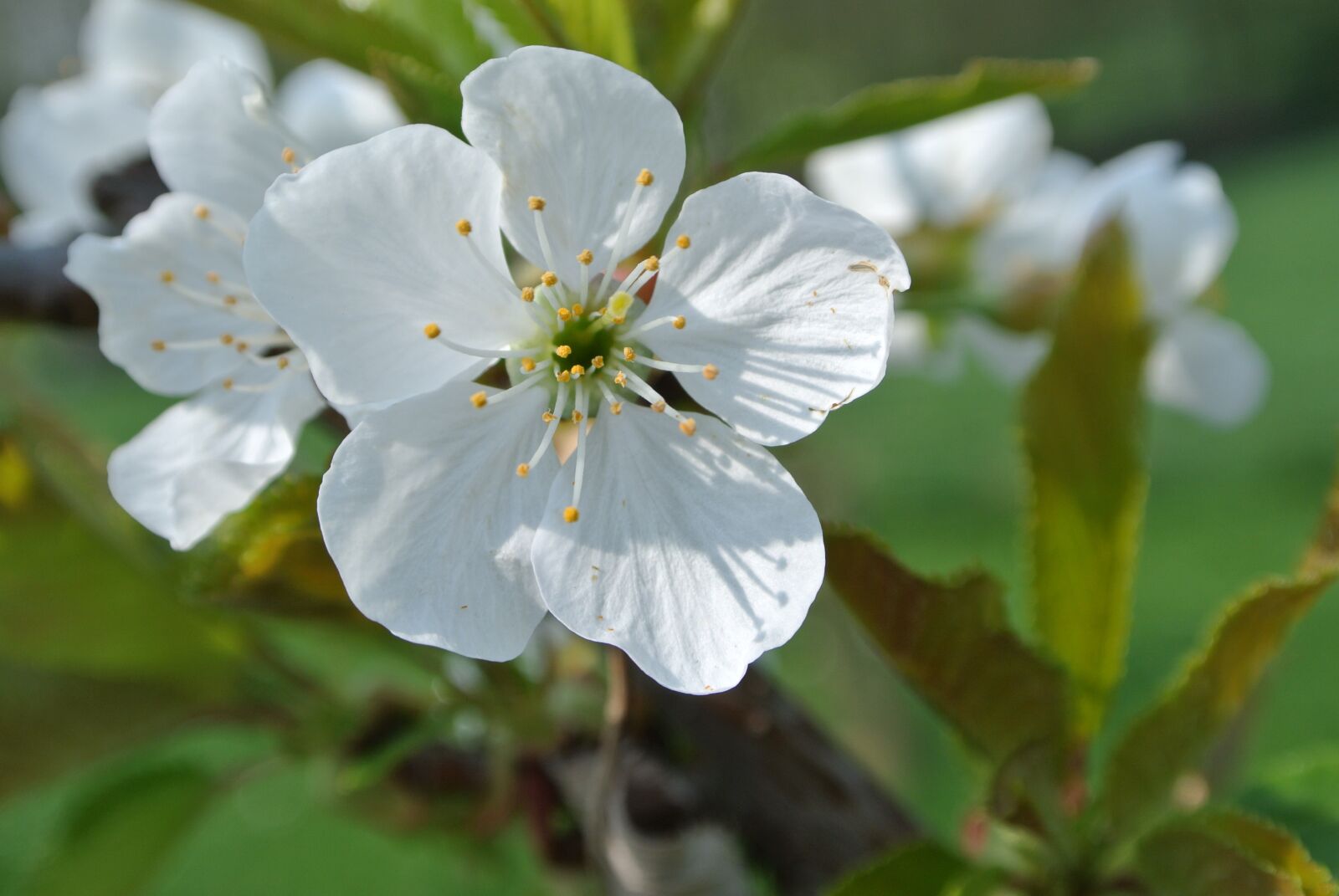 Nikon 1 J2 sample photo. Flower, apple blossom, spring photography