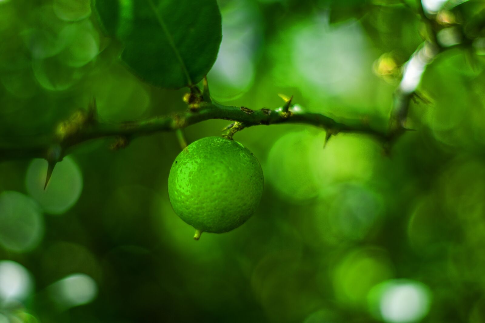 Nikon D3400 sample photo. Lemon, plant, nature photography