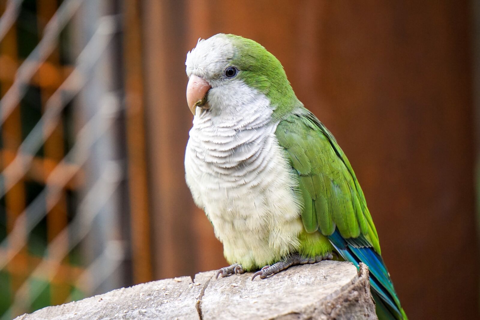 Sony E 55-210mm F4.5-6.3 OSS sample photo. Bird, zoo, parakeet photography