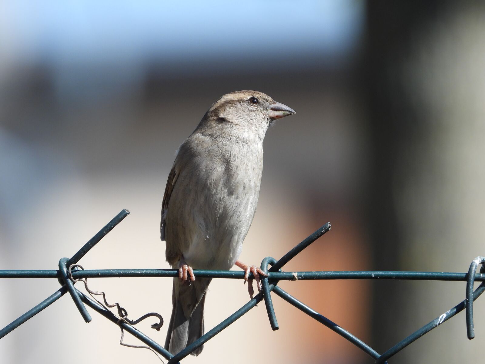 Nikon Coolpix P1000 sample photo. The sparrow, bird, spring photography
