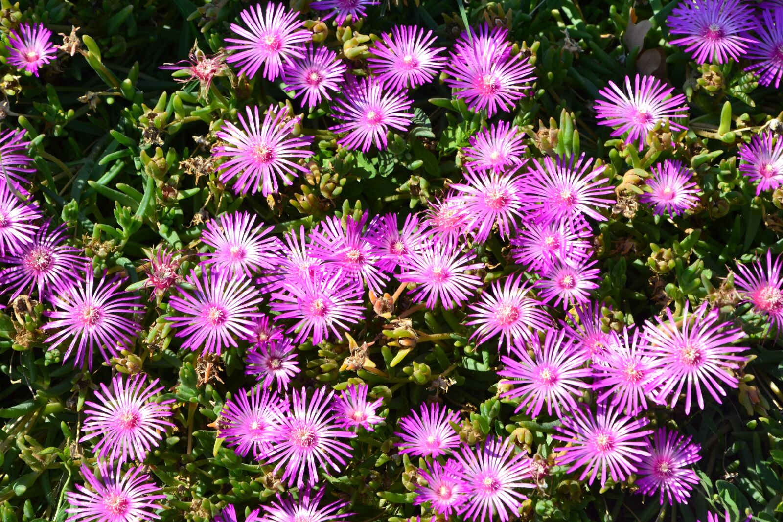 Nikon D3100 sample photo. Flower, asters, purple photography