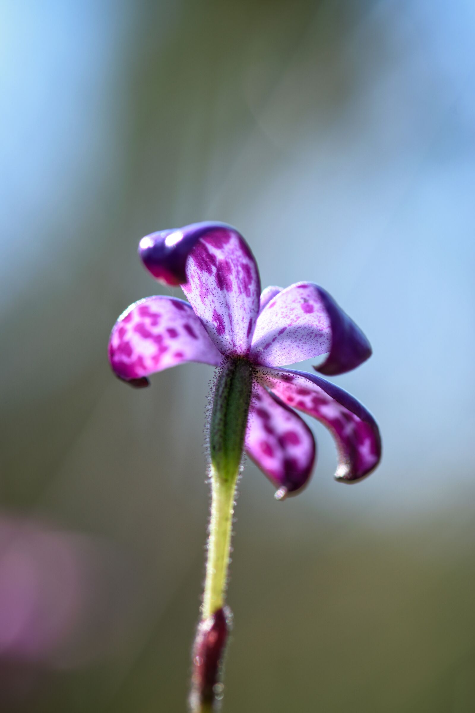 Nikon D3300 sample photo. Enamel orchid, australian, purple photography