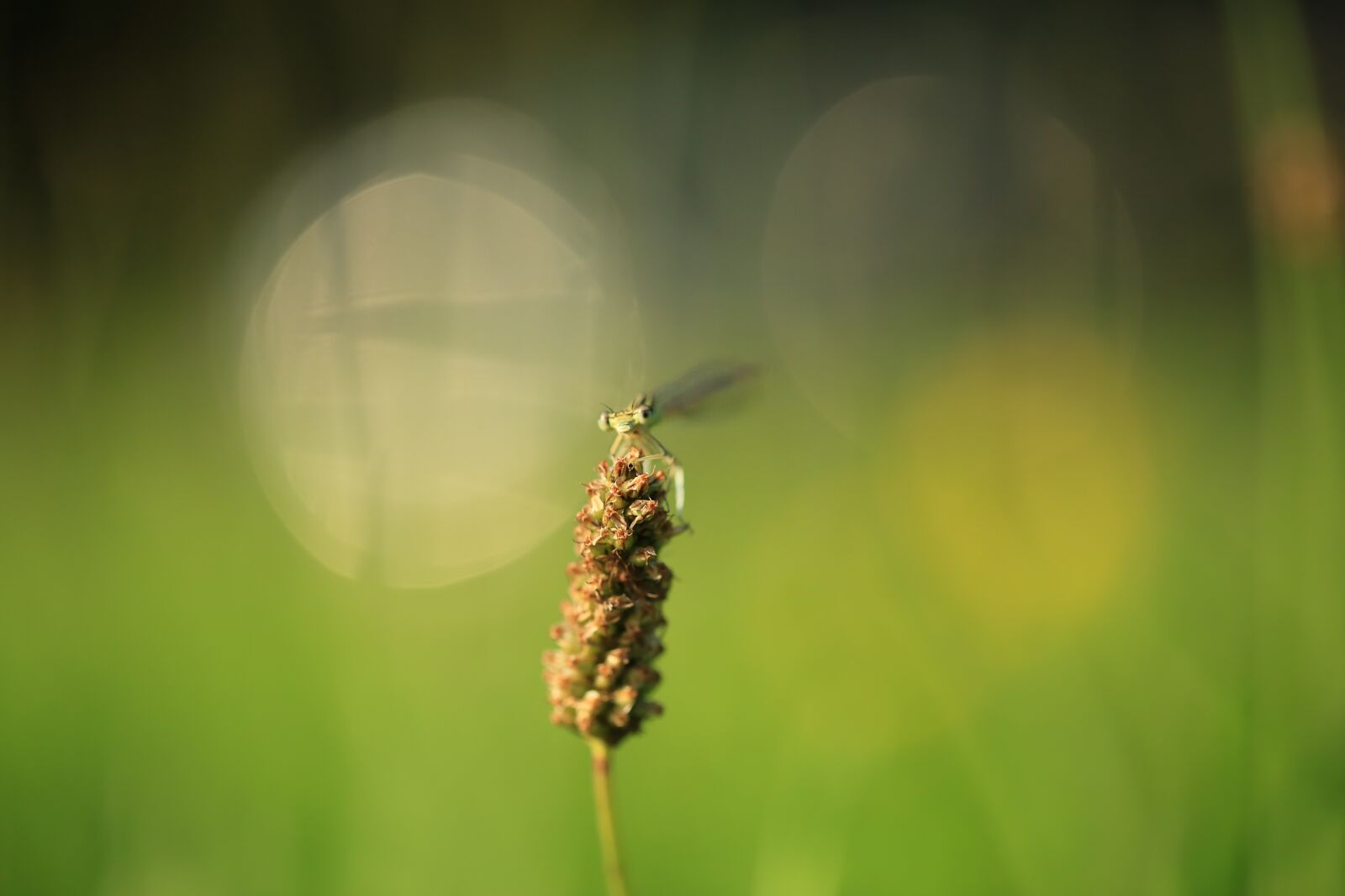 Canon EF 100mm F2.8L Macro IS USM sample photo. Dragonfly, insect, plant photography