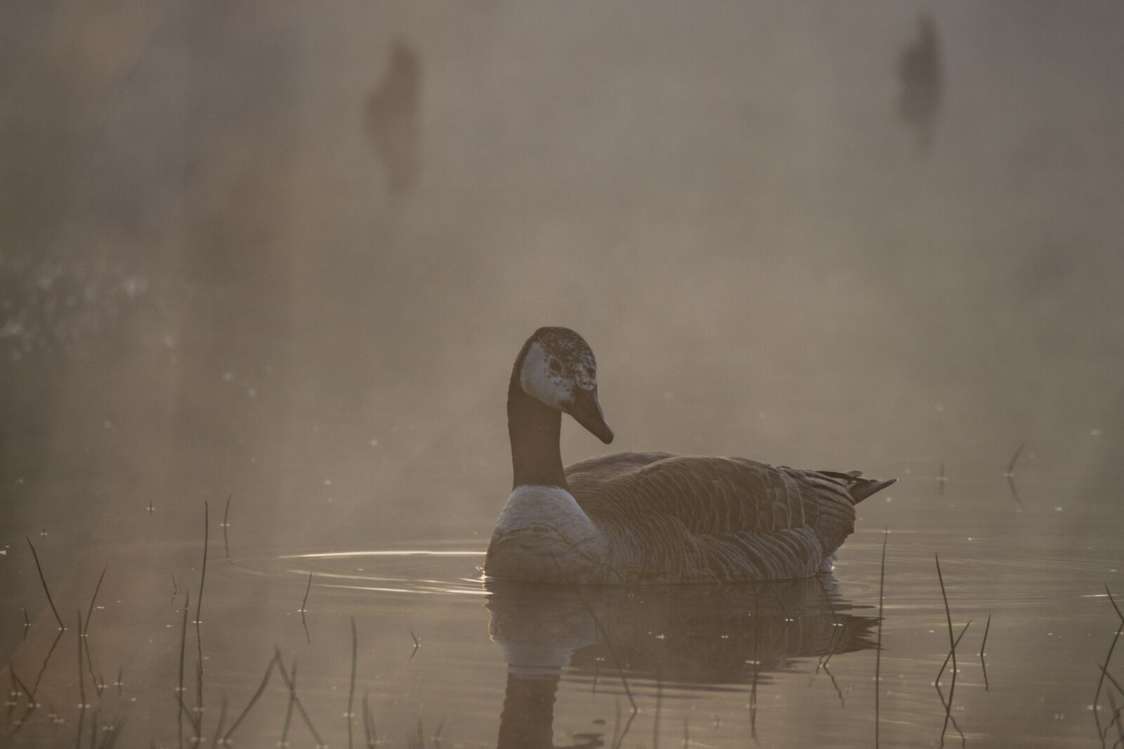 Canon EOS 7D sample photo. Goose, canada goose, bird photography