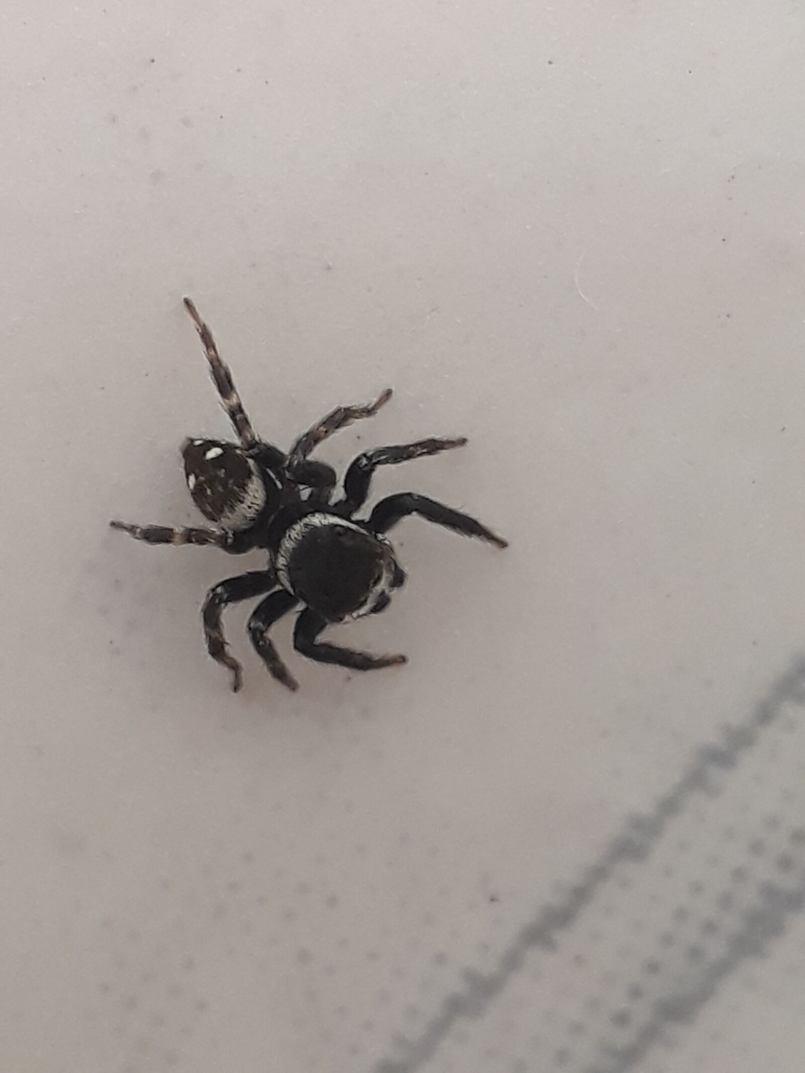 Samsung Galaxy J5 Prime sample photo. Spider, insect, arachnid photography