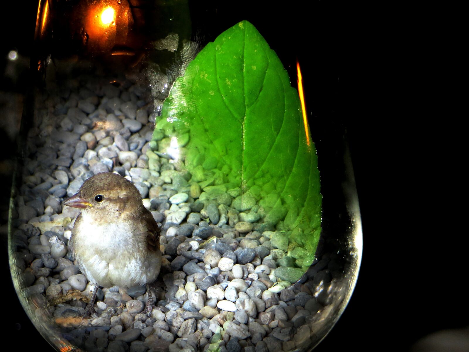 Canon PowerShot SX240 HS sample photo. Sparrow, sperling, bird photography