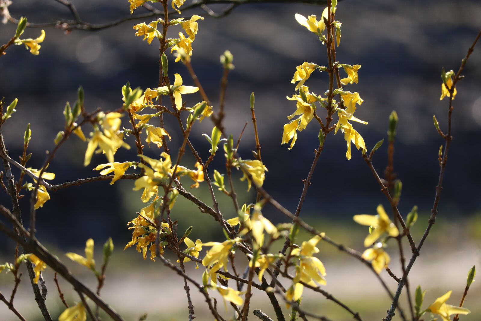 Canon EF-M 55-200mm F4.5-6.3 IS STM sample photo. Bush, yellow, nature photography