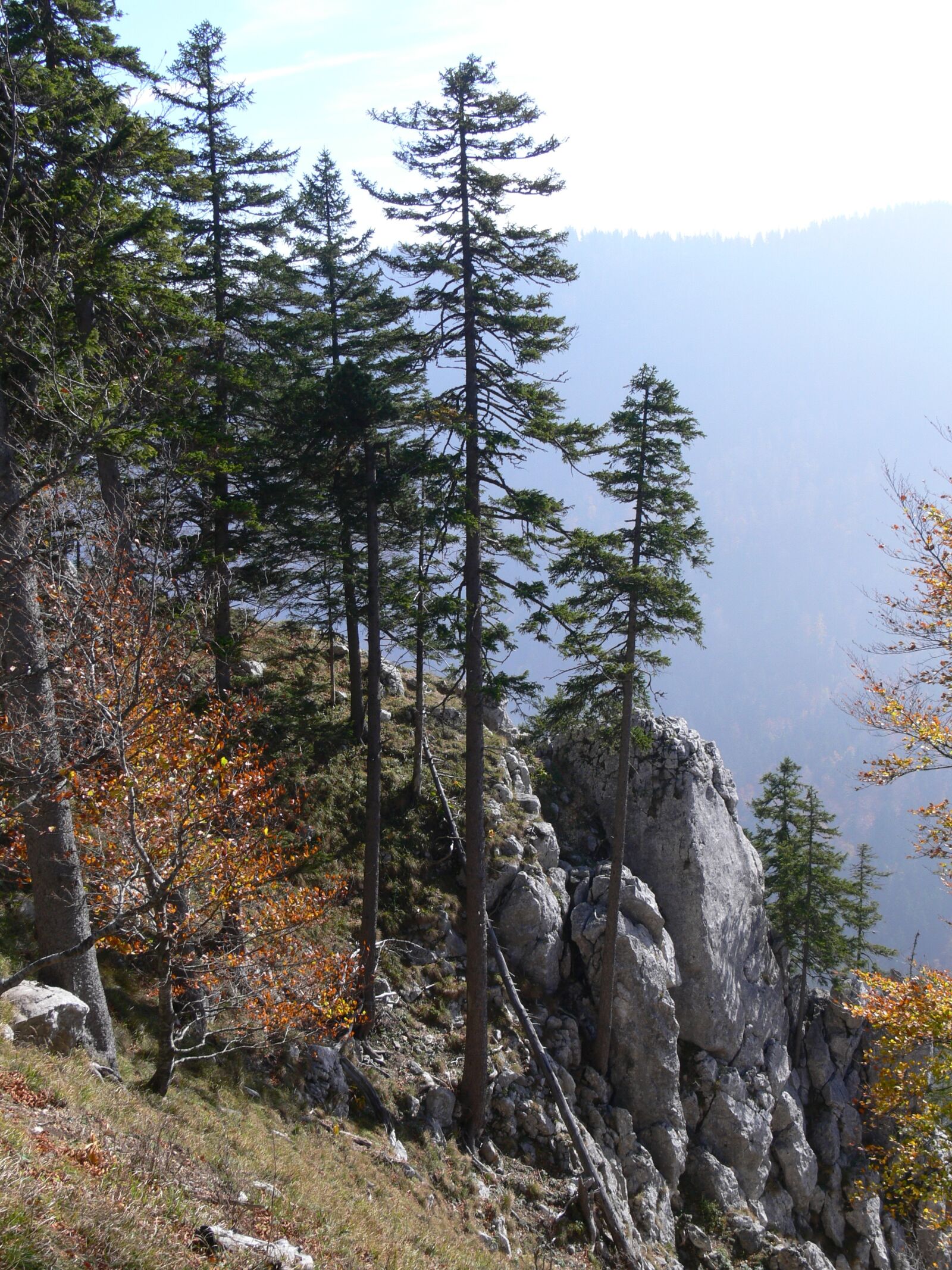 Panasonic DMC-FZ30 sample photo. Landscape, fir, mountain photography