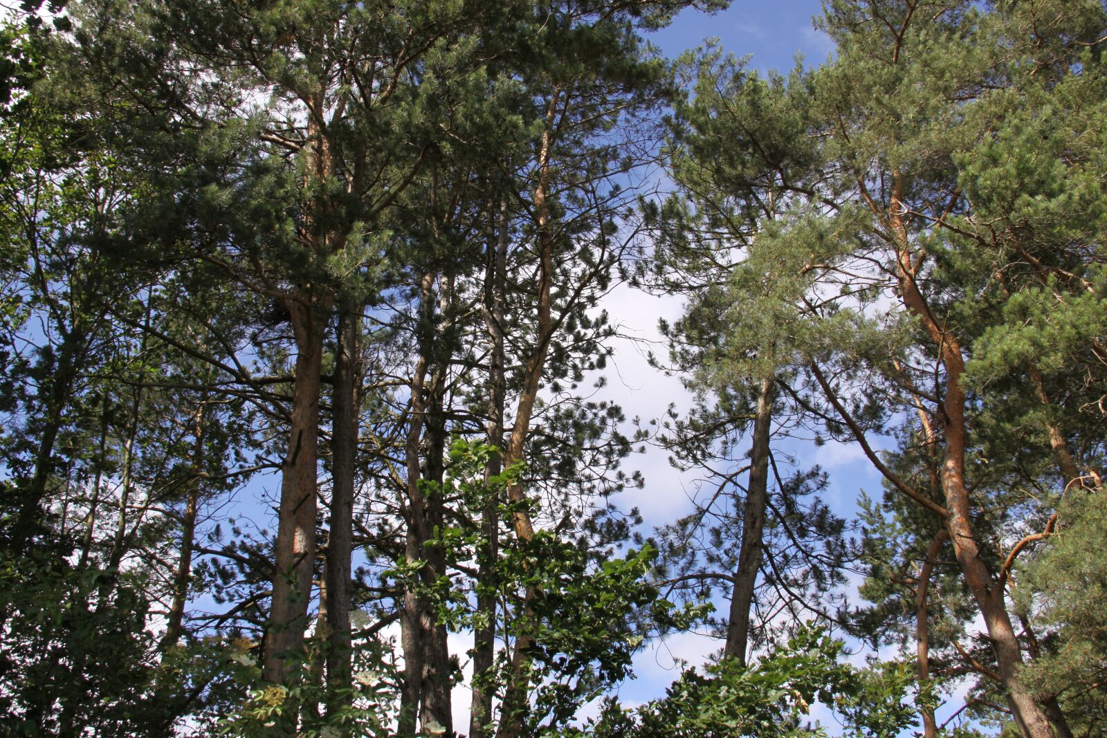 Canon EOS 50D sample photo. Trees, sky, blue photography