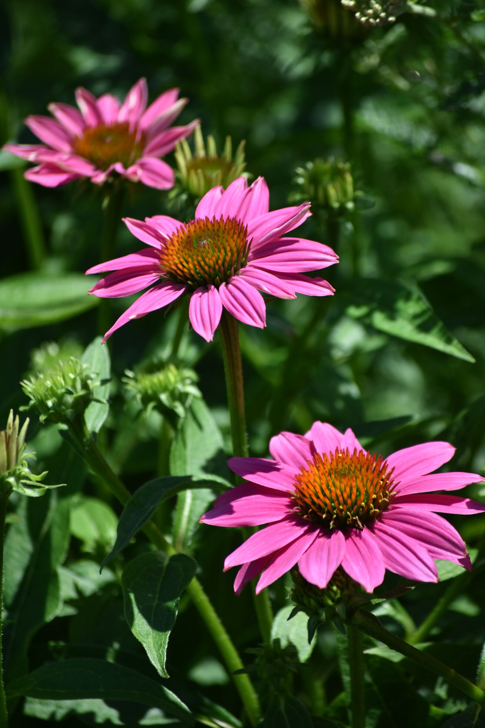 Nikon D3400 sample photo. Echinacea, flower, daisy photography