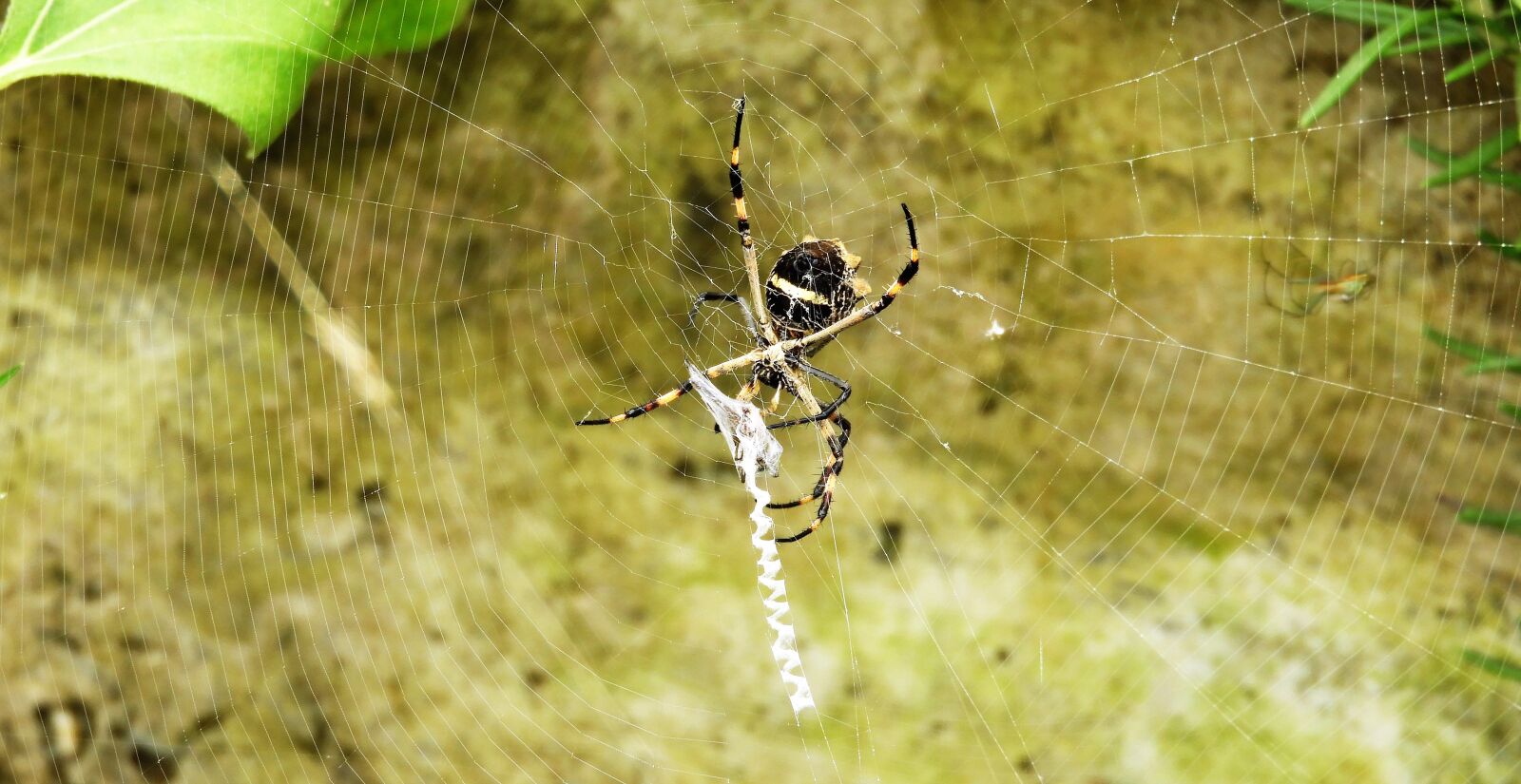Nikon Coolpix B700 sample photo. Macro, insect, spider photography