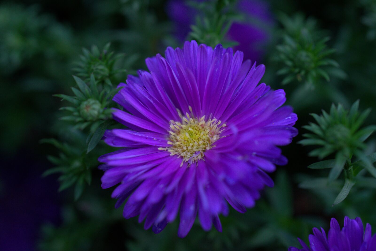 Sony a7 II + Sony FE 50mm F2.8 Macro sample photo. Flower, blossom, bloom photography