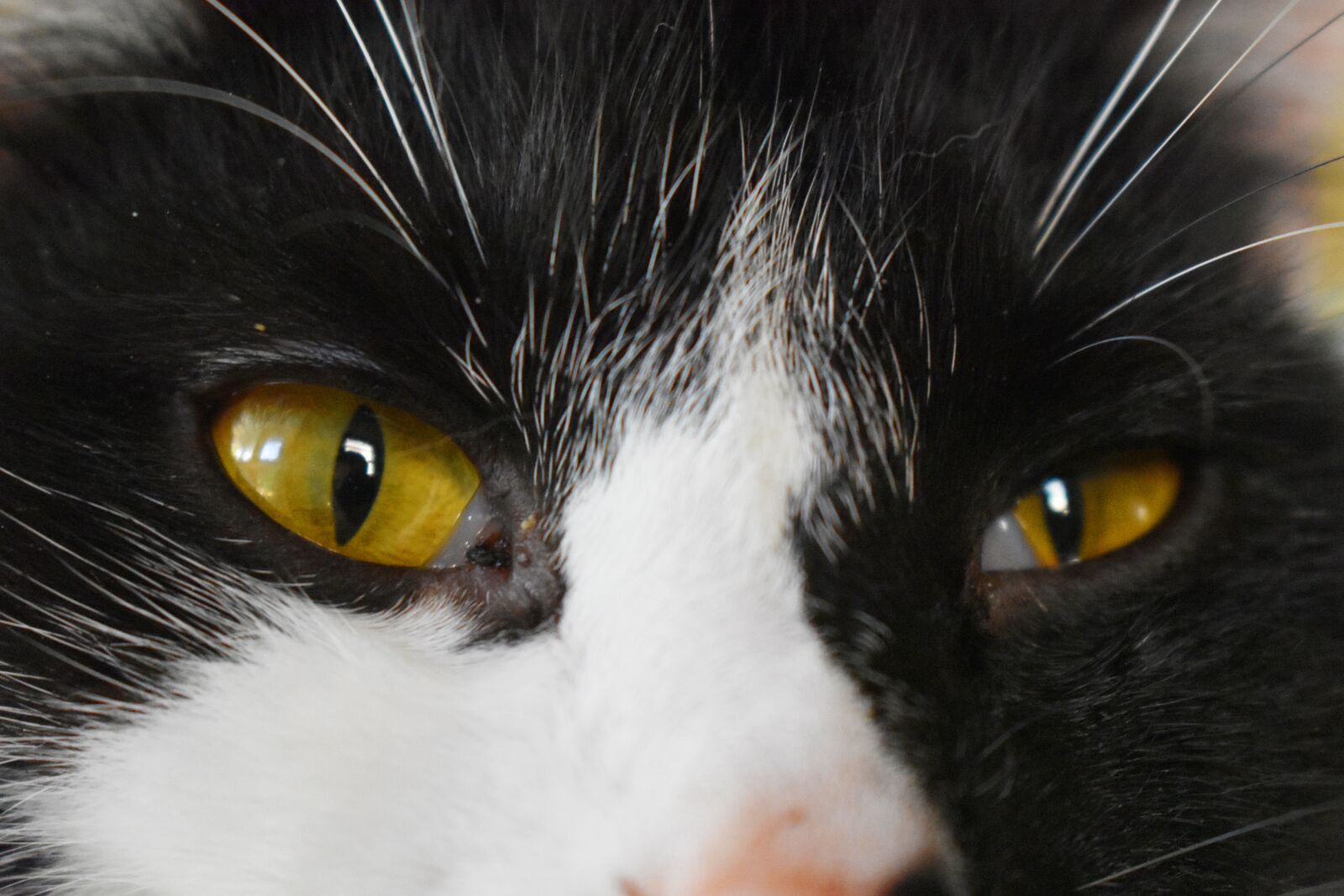 Nikon D3400 sample photo. Cat, stare, eyes photography
