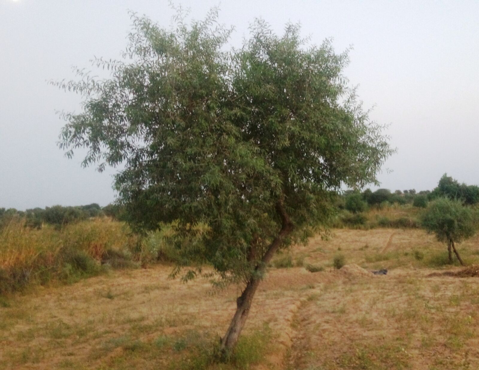 TECNO MOBILE LIMITED TECNO IN1 sample photo. Khejri, roida, tree photography