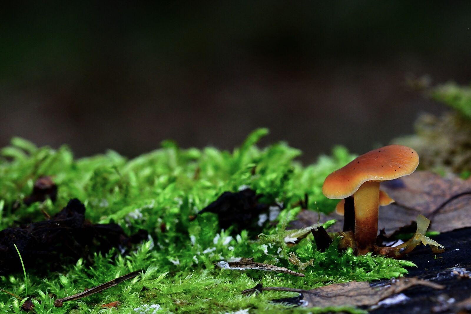 Nikon D5200 sample photo. Nature, forest, mushroom photography