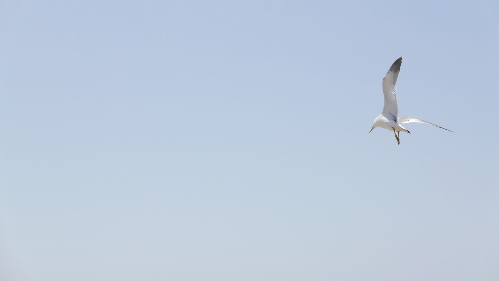 Leica D-Lux (Typ 109) sample photo. Seagull, sea, sky photography