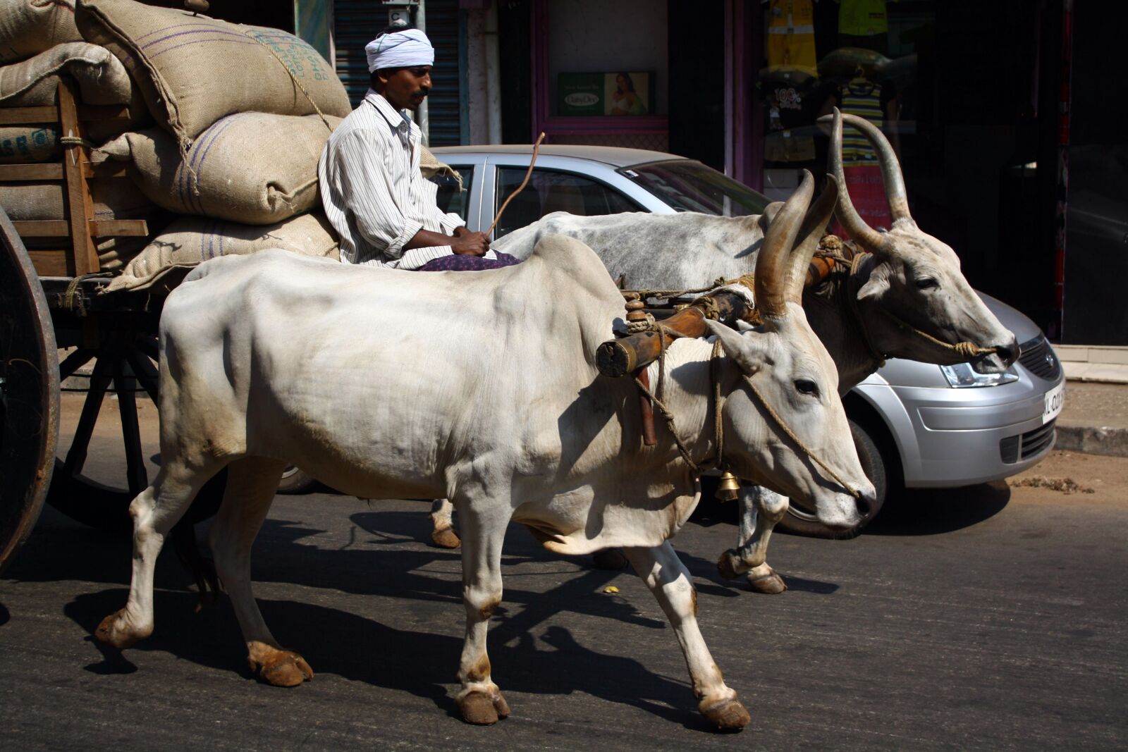 Canon EOS 1000D (EOS Digital Rebel XS / EOS Kiss F) sample photo. Cow, indian transport, traditional photography