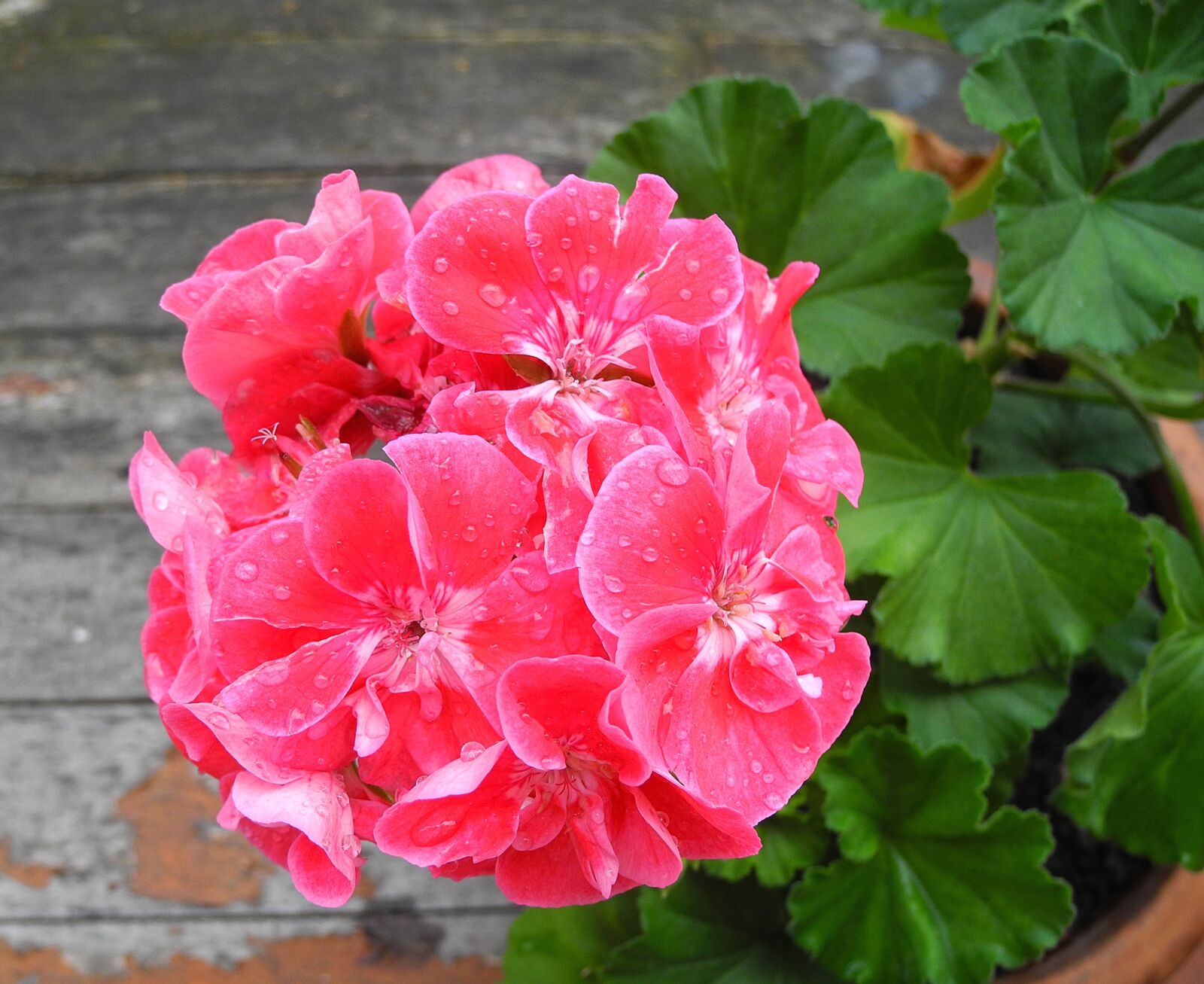 Nikon Coolpix P7000 sample photo. Geranium, flower, pink flower photography