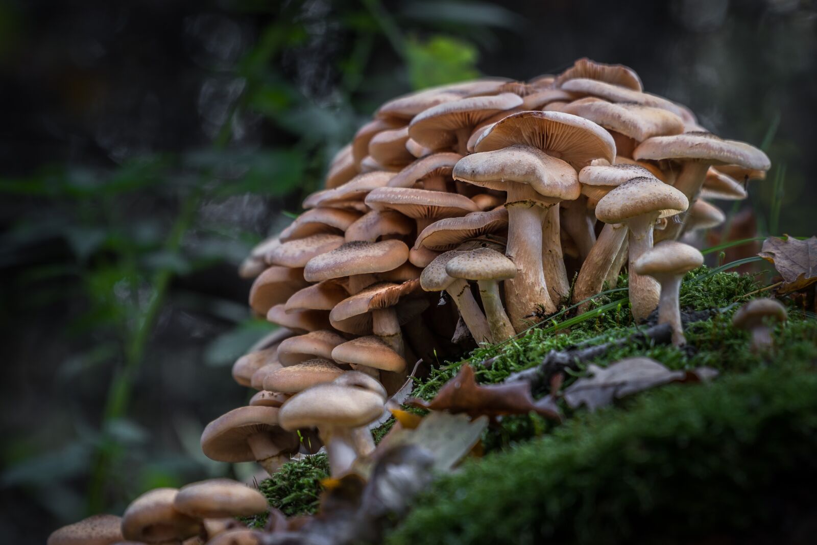 Sony a6300 sample photo. Forest, mushrooms, litter photography