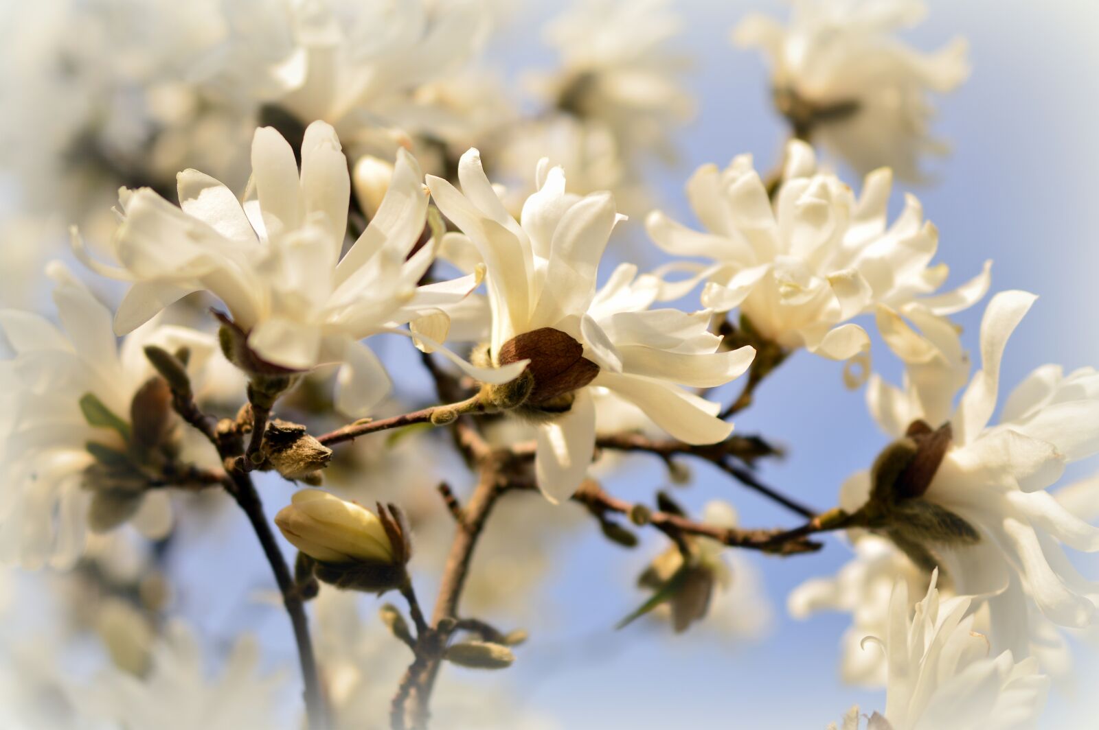 Nikon D3200 sample photo. Star magnolia, magnolia, magnoliengewaechs photography