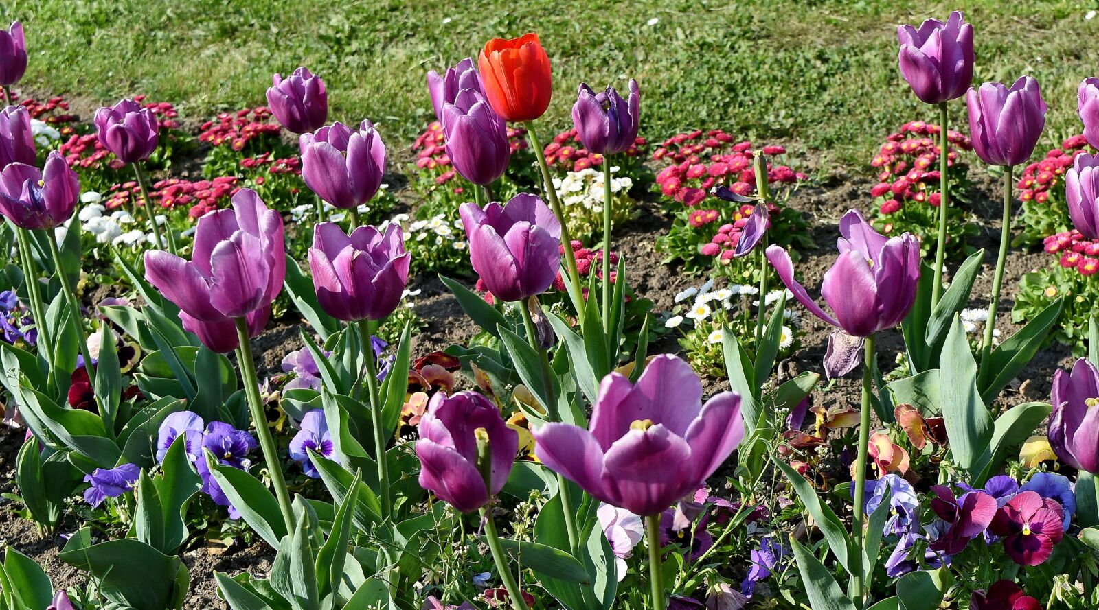 Nikon D5500 sample photo. Flower garden, flower, spring photography
