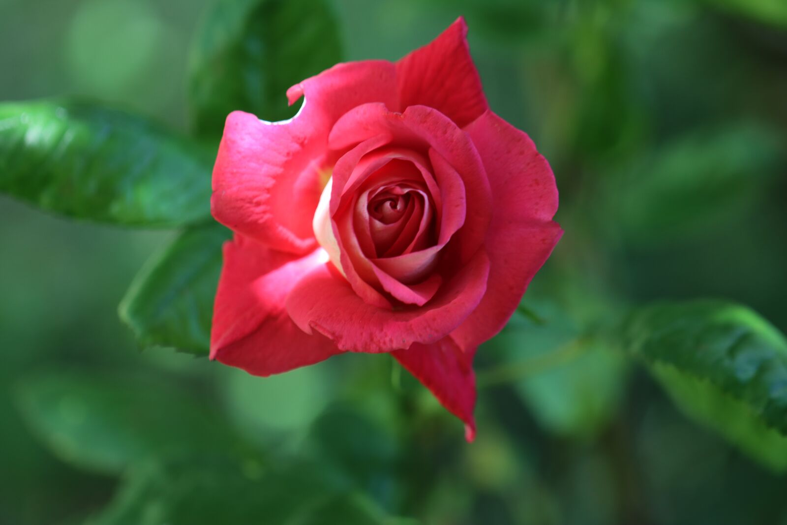Canon EOS 90D sample photo. Pink, rosebush, flower photography