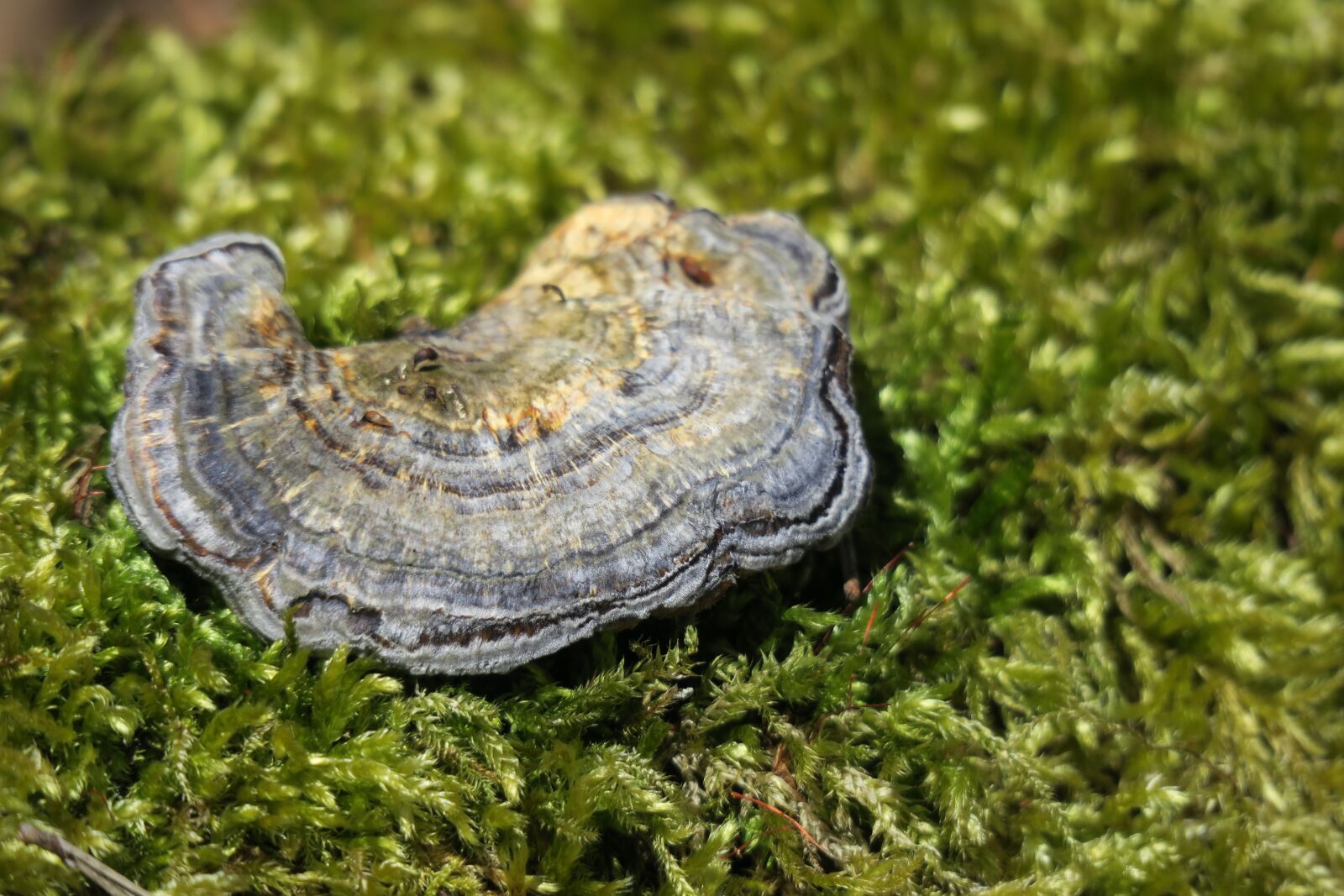 Canon PowerShot G3 X sample photo. Tree fungus, nature, moss photography