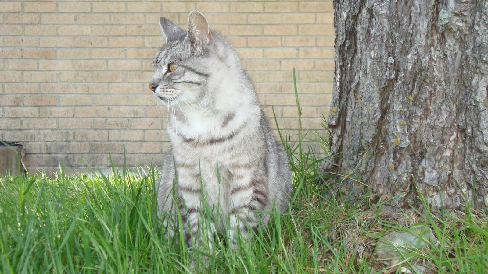Sony Cyber-shot DSC-W120 sample photo. Cat, feline, mammal photography