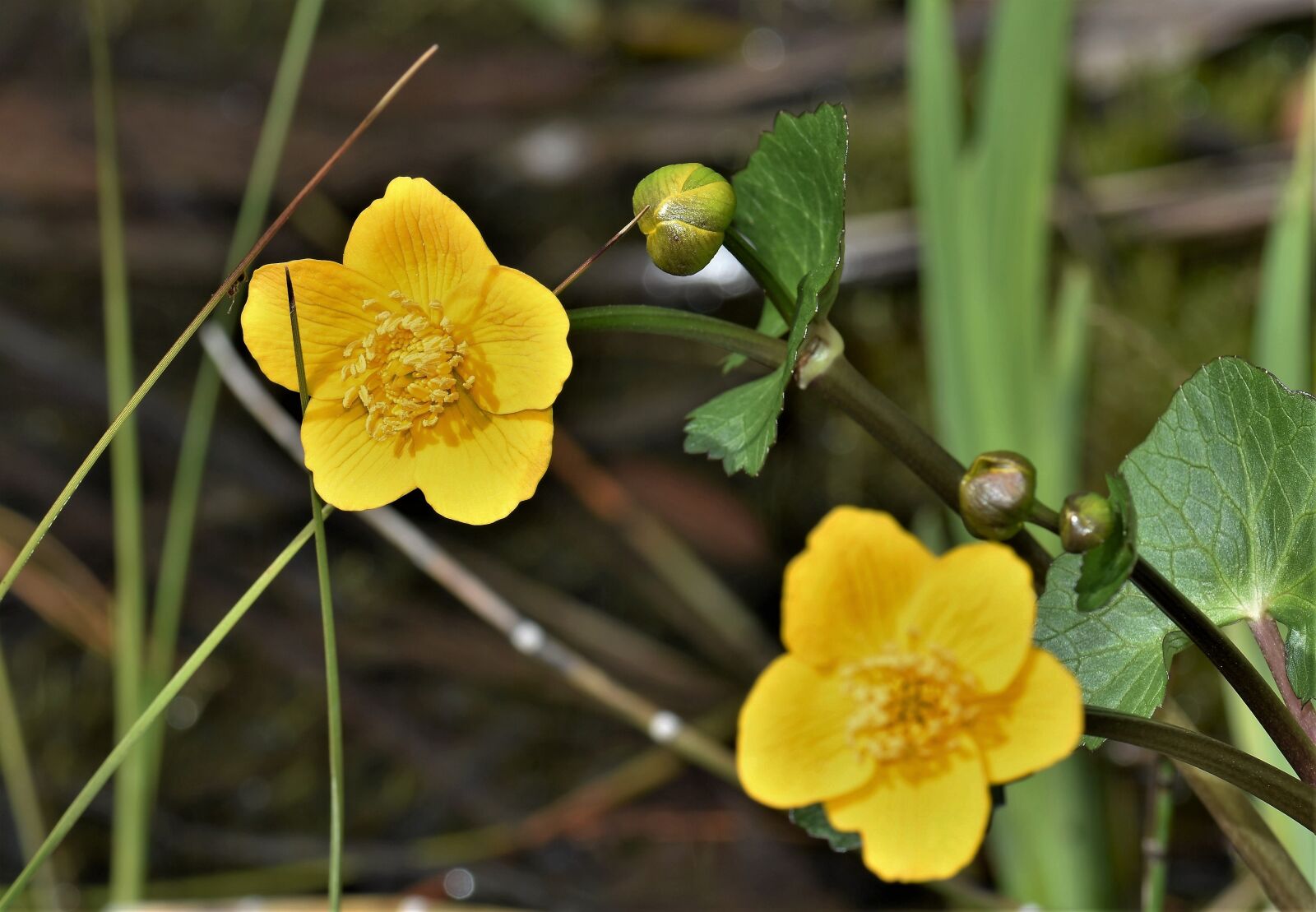Nikon D5500 sample photo. Flower, blossom, bloom photography