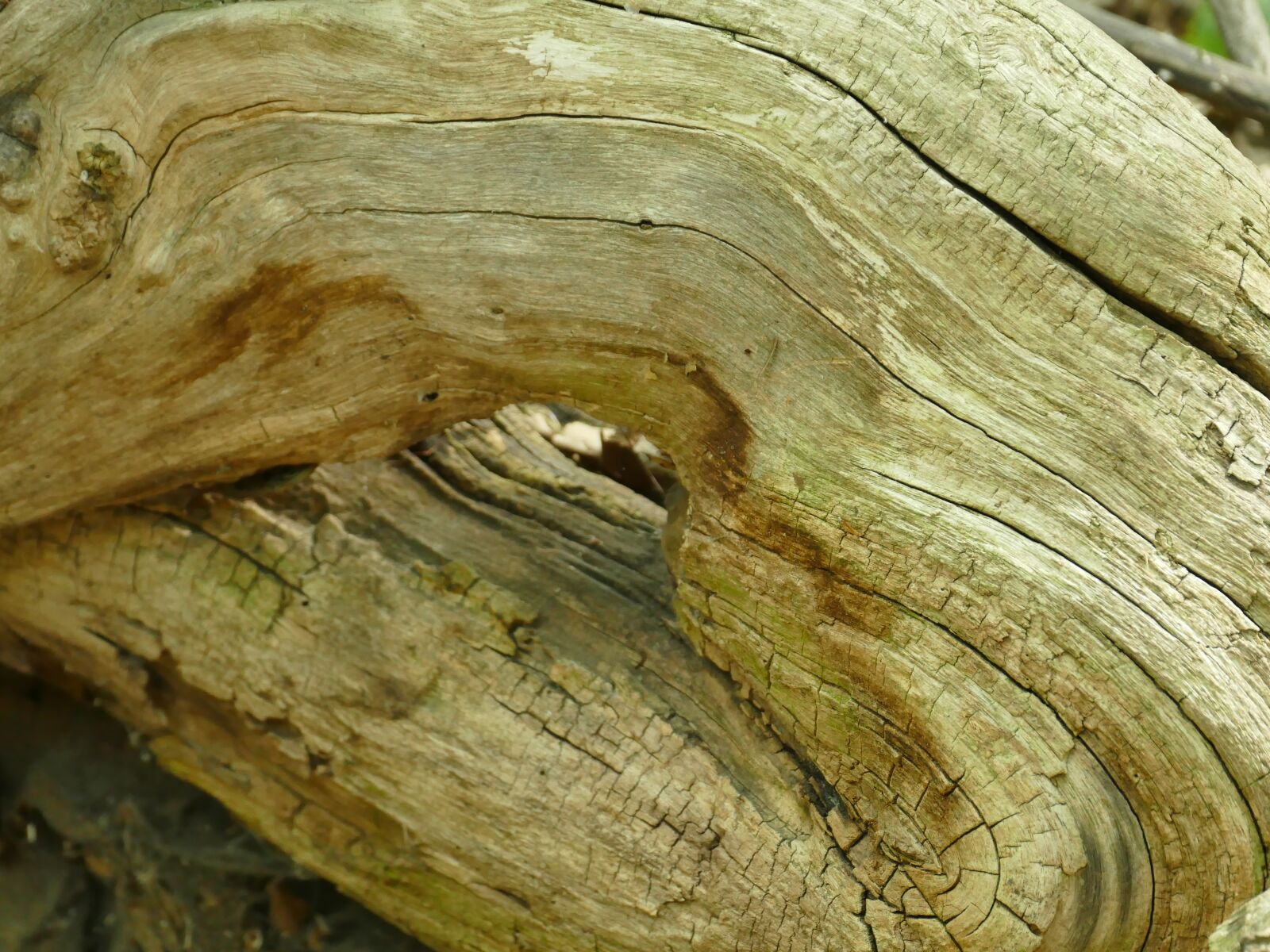 Panasonic Lumix DMC-FZ1000 sample photo. Wood, root, nature photography
