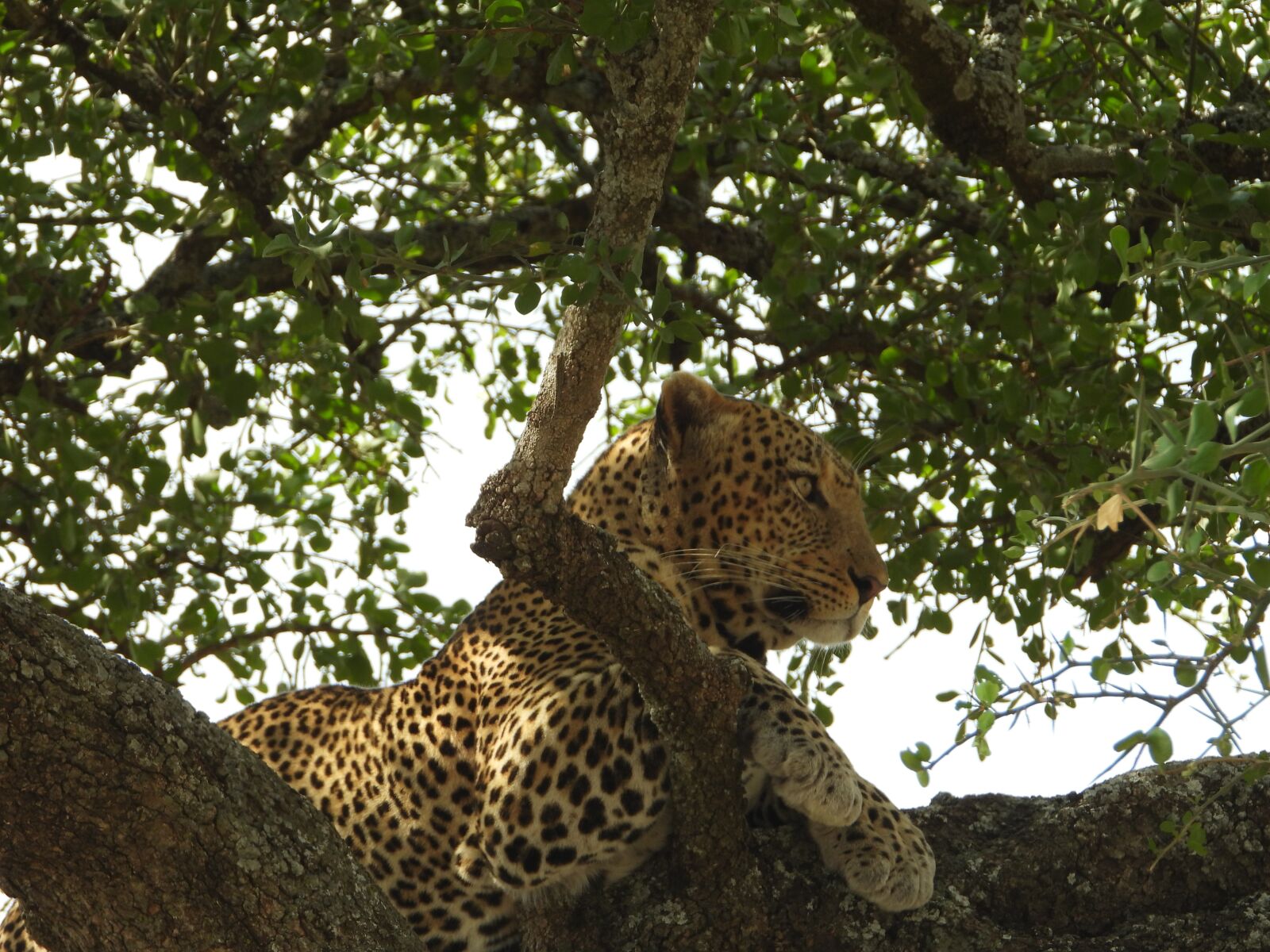 Nikon Coolpix P1000 sample photo. Leopard, tanzania, serengeti photography