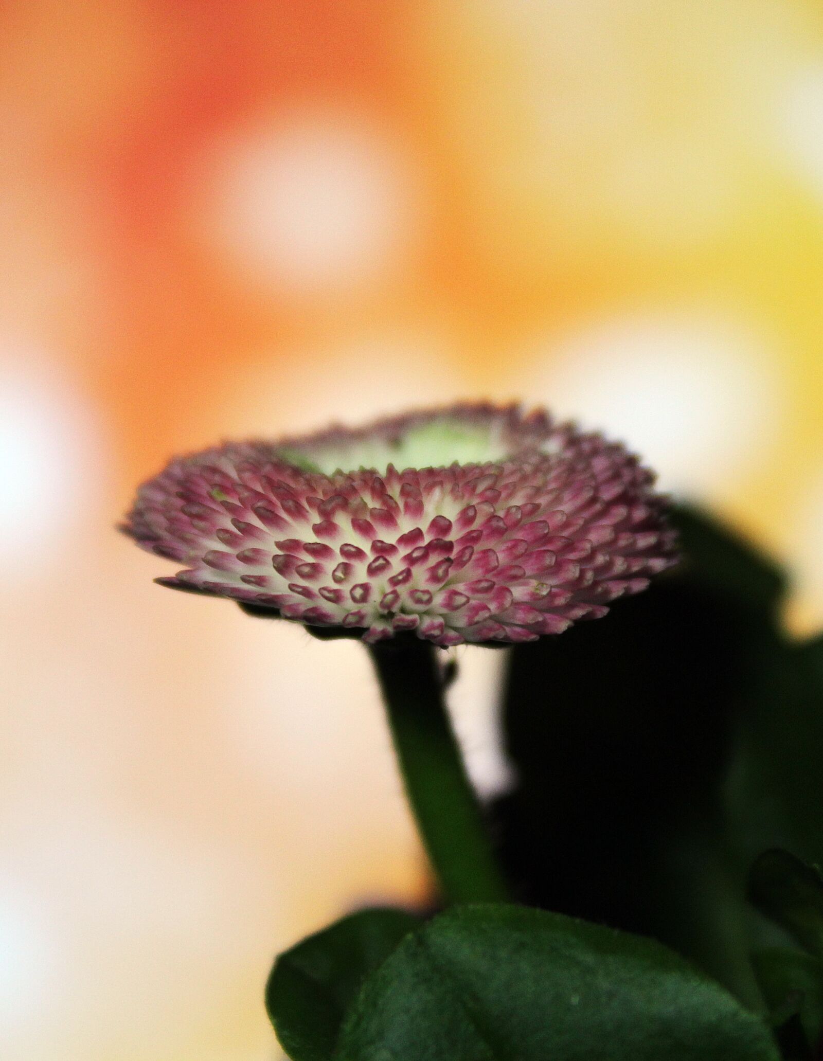 Canon EOS 1300D (EOS Rebel T6 / EOS Kiss X80) sample photo. Bellis, plant, flower photography