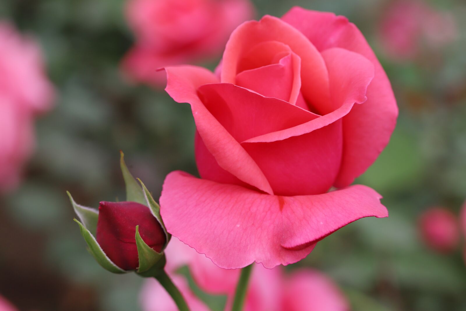 Canon EOS 6D Mark II sample photo. Rose, petal, flowers photography