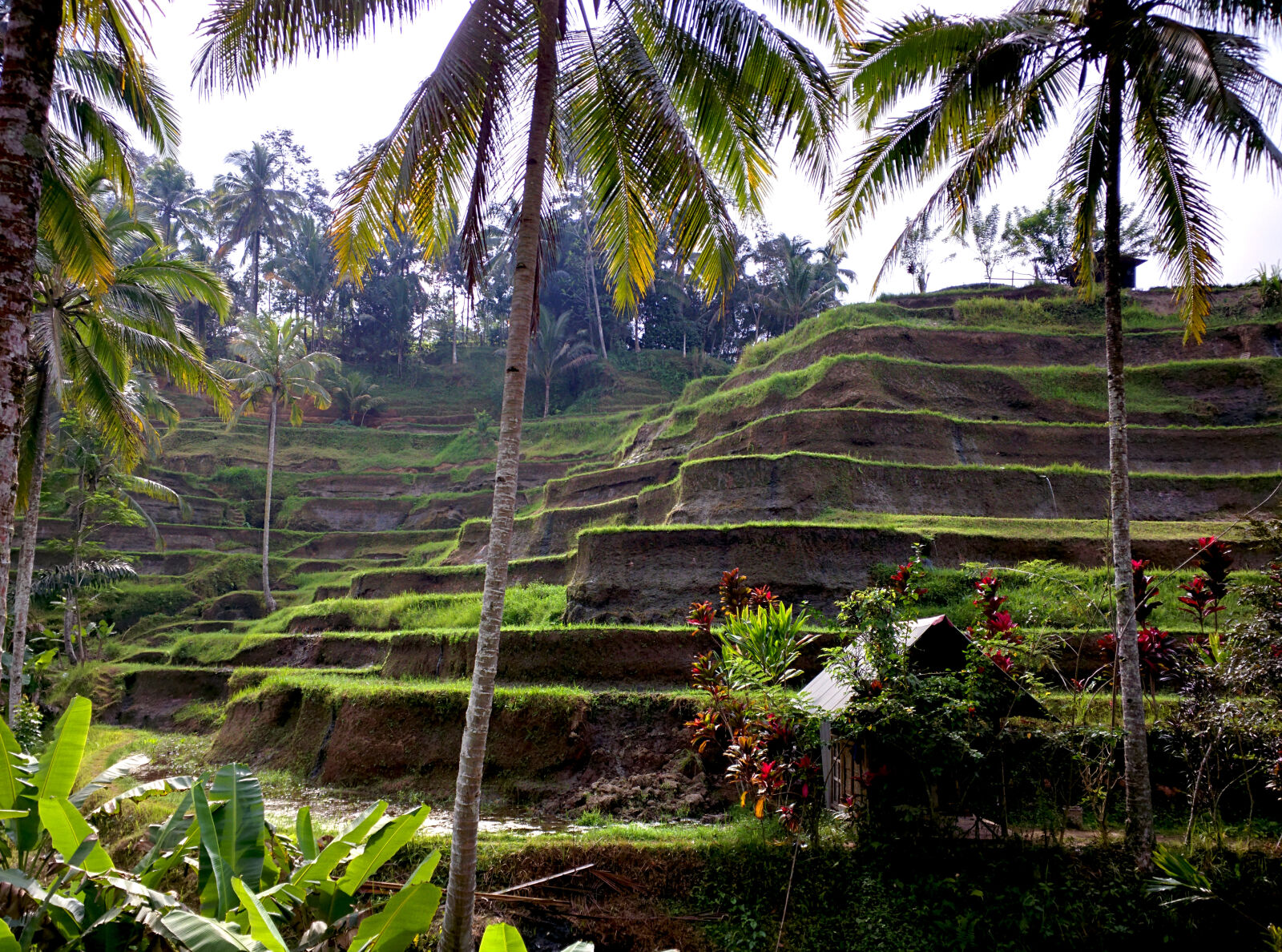 Motorola Nexus 6 sample photo. Bali, green, rice, field photography