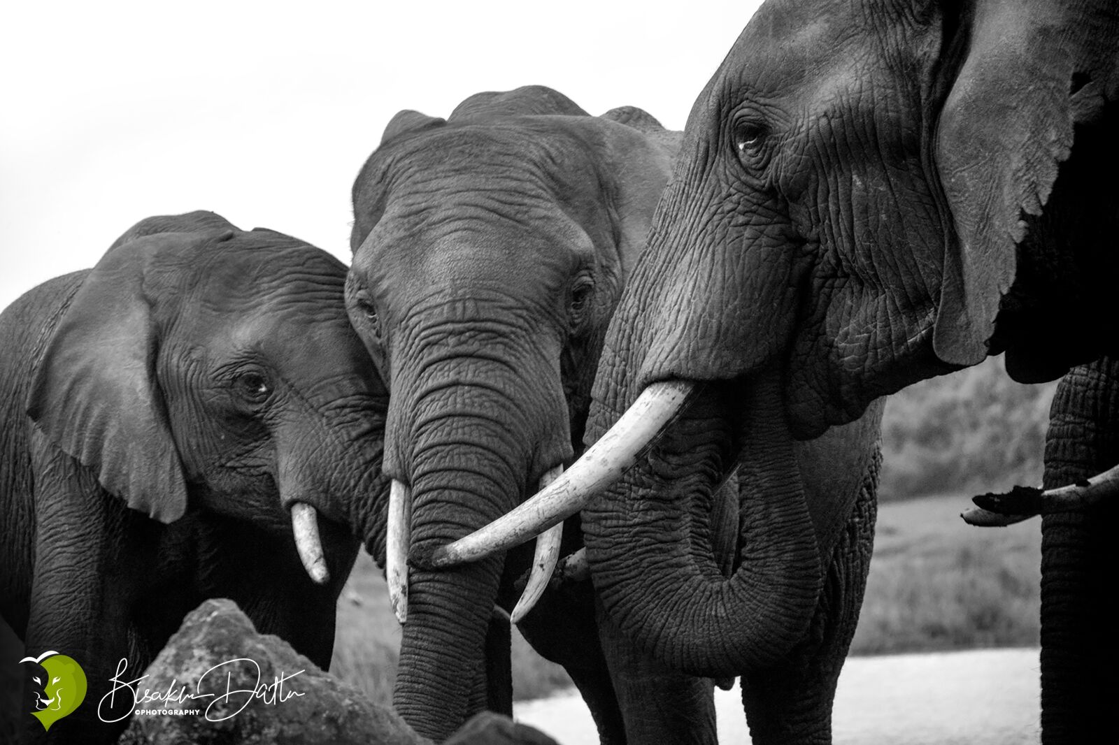 Nikon D5200 sample photo. Elephant, nature, wildlife photography