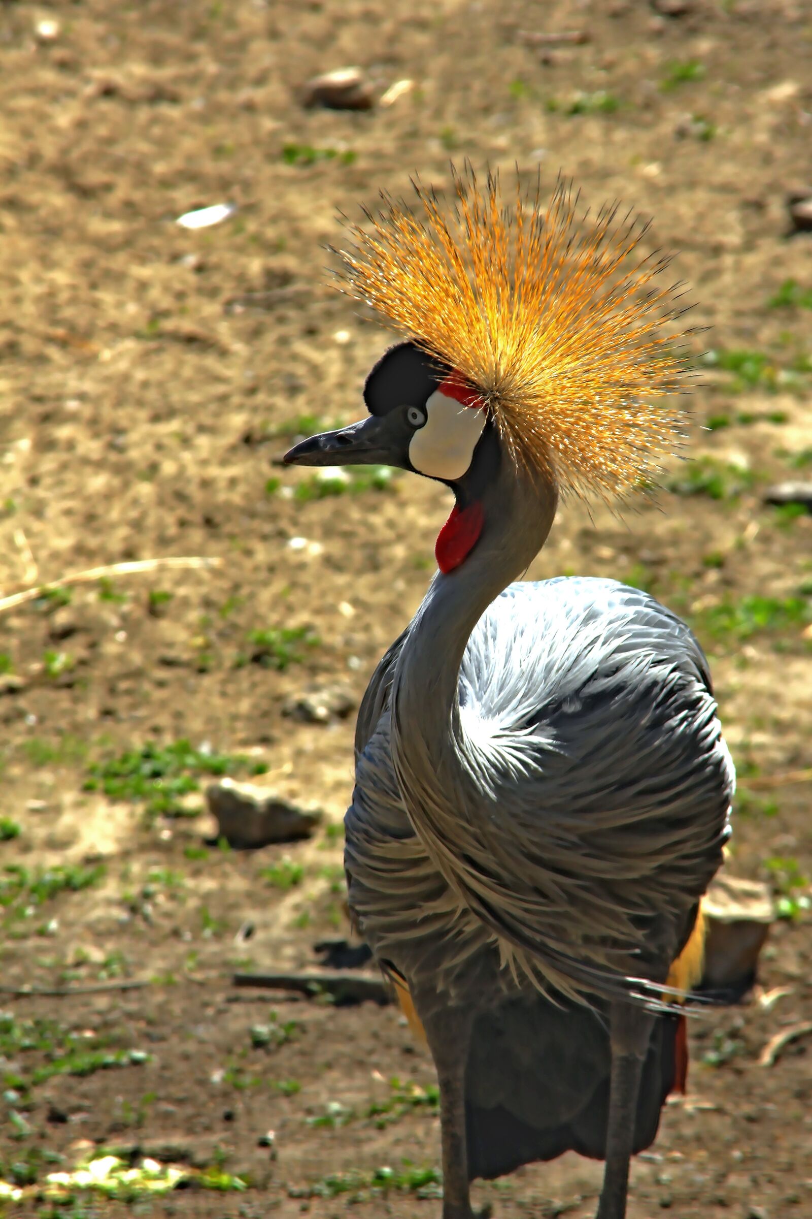 Canon EOS 650D (EOS Rebel T4i / EOS Kiss X6i) sample photo. Bird, color, nature photography