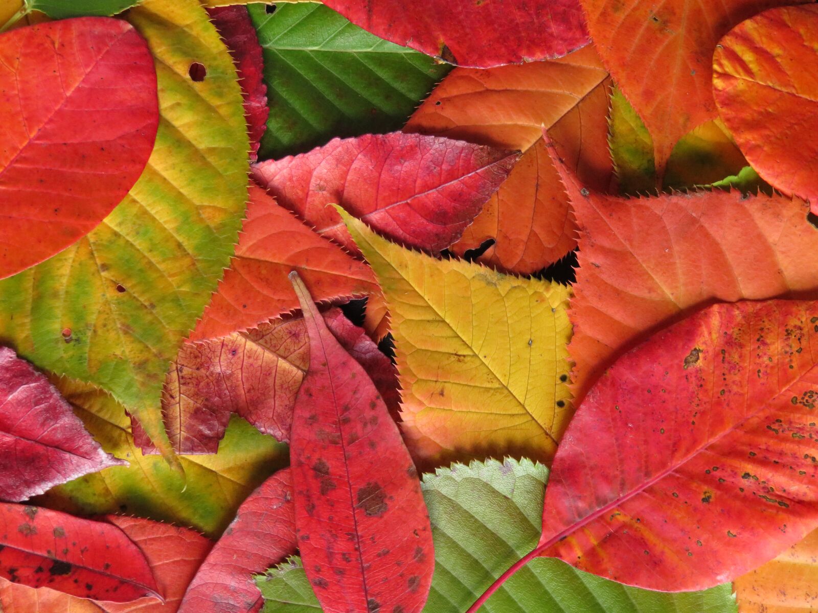 Canon PowerShot SX710 HS sample photo. Autumn leaves, fall leaves photography