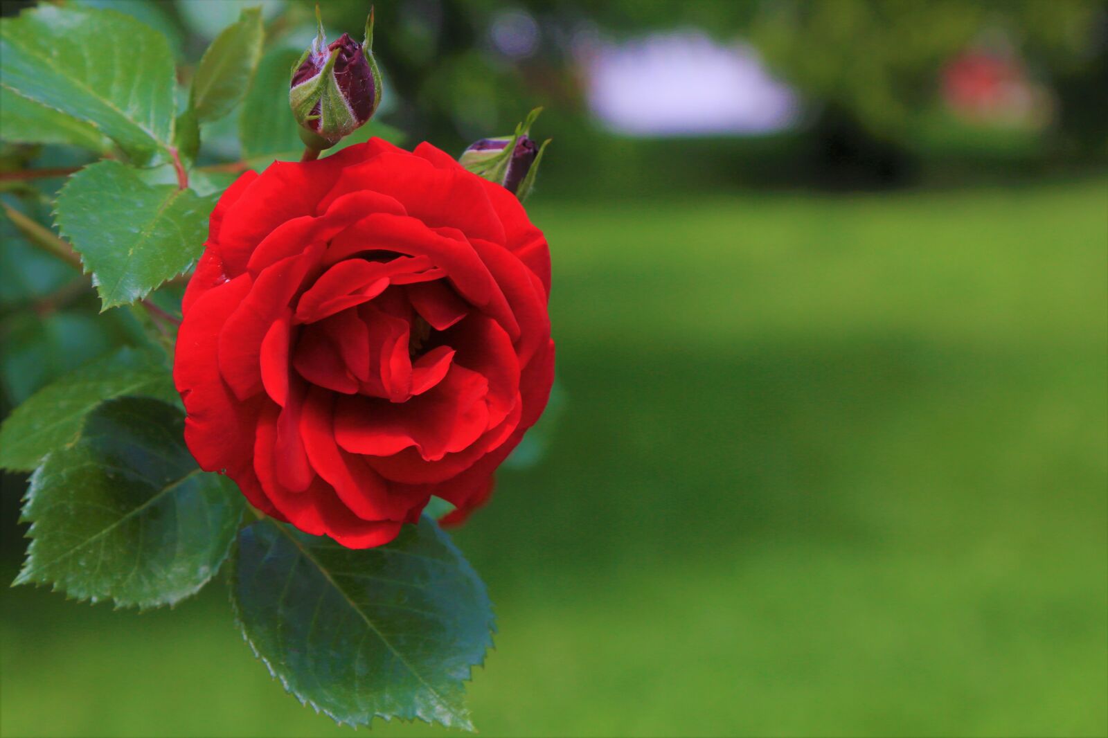 Canon EF 24-105mm F4L IS USM sample photo. Rose, red, flower photography