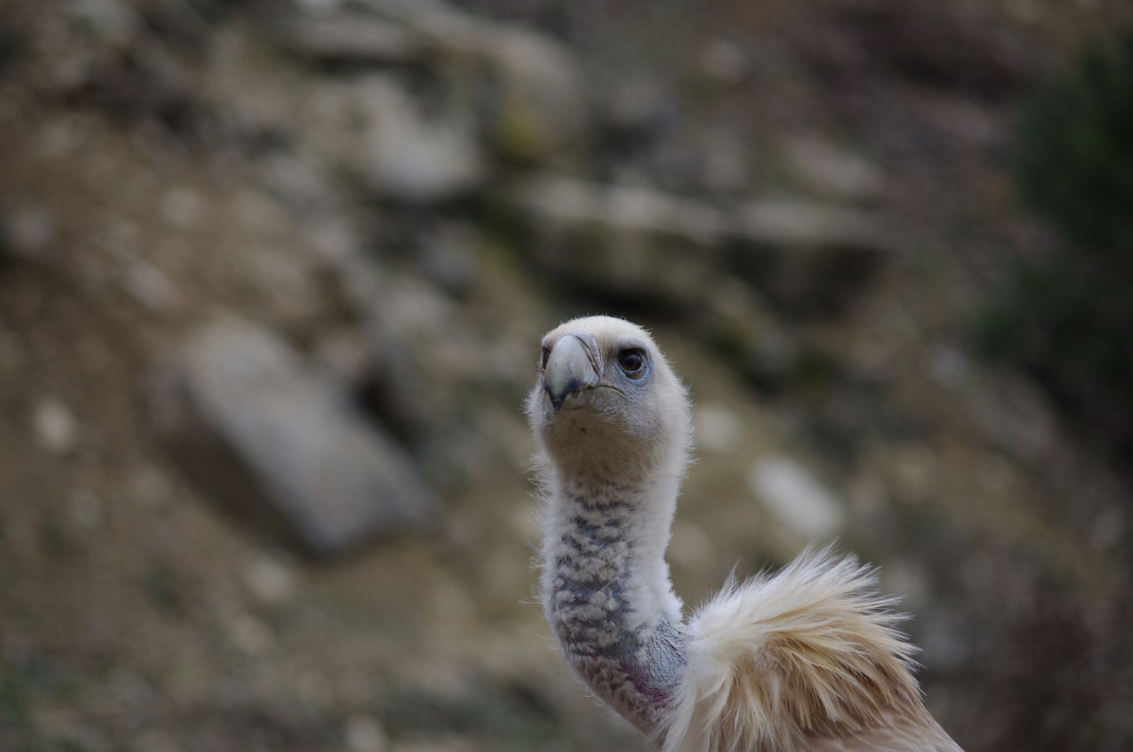 Pentax K-x sample photo. Vulture, neck, raptor photography
