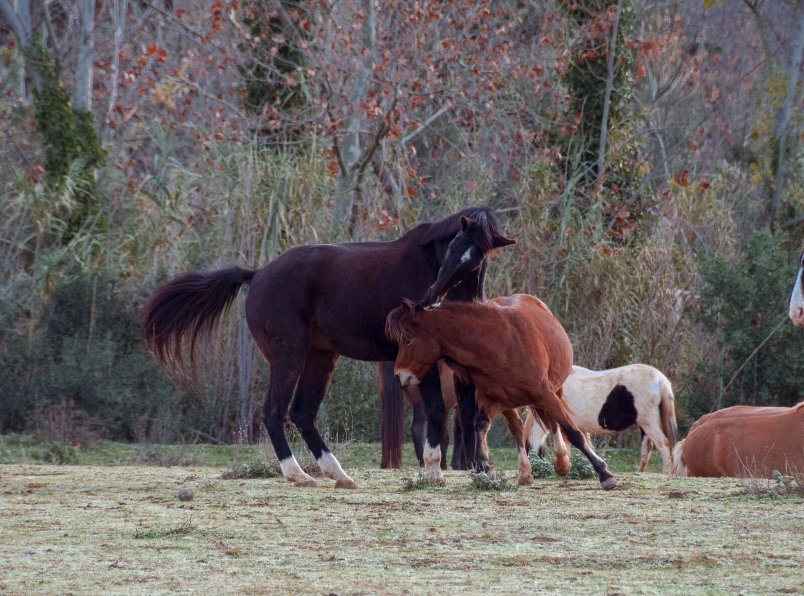 Nikon D5300 sample photo. Horse, playing, wild photography