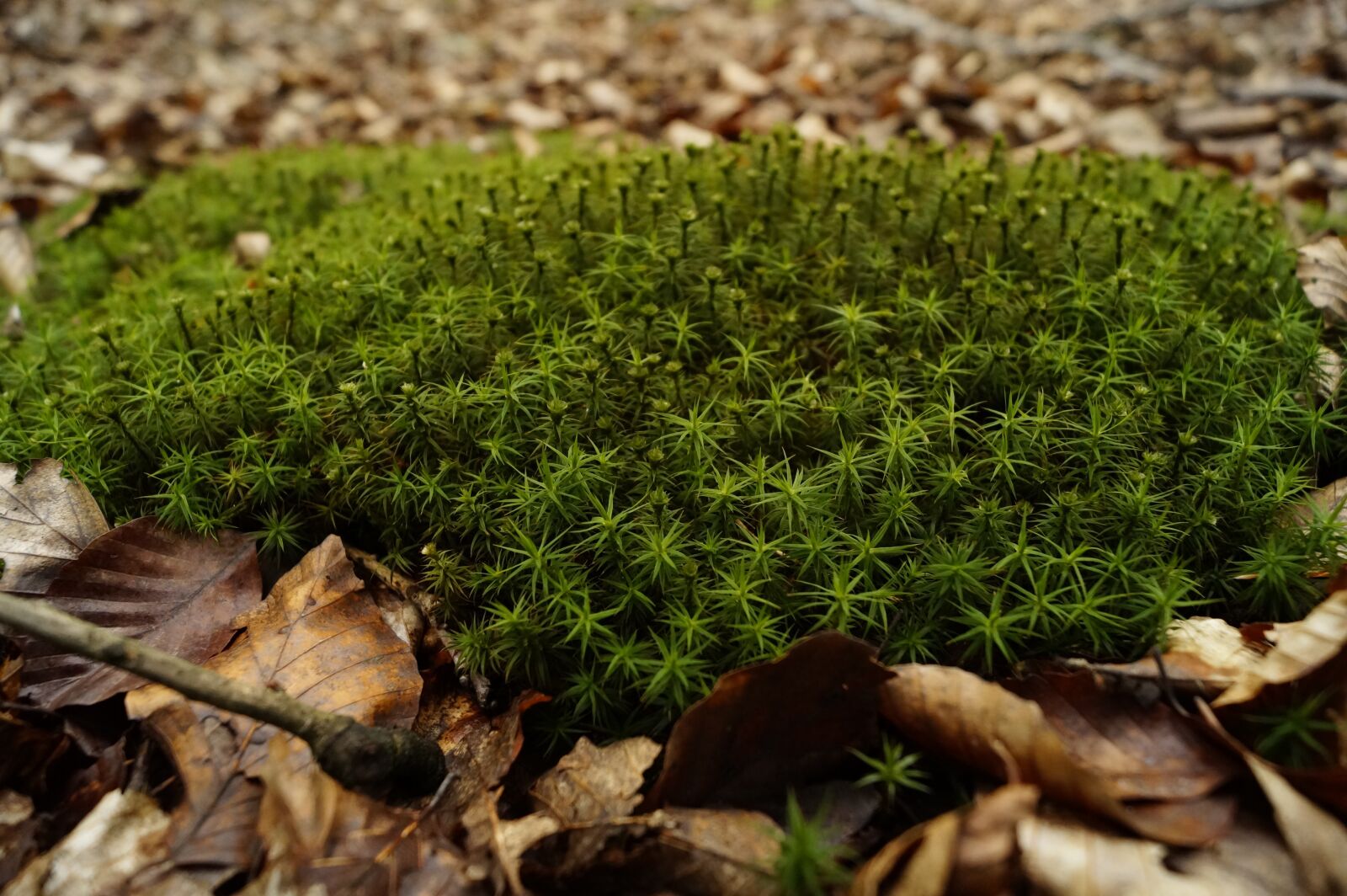 Sony DT 18-55mm F3.5-5.6 SAM II sample photo. Moss, forest, undergrowth photography