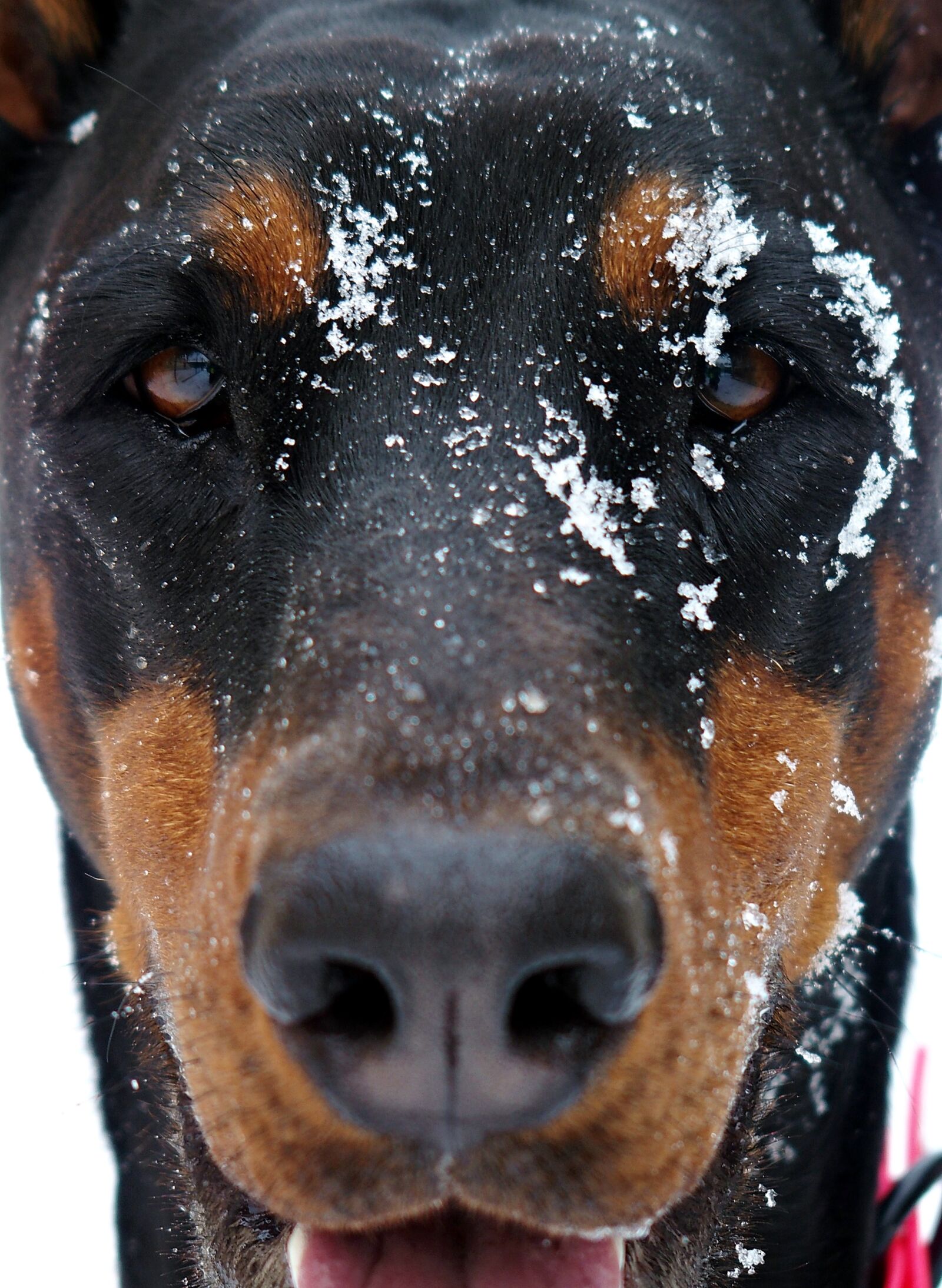 Olympus STYLUS1,1s sample photo. Doberman, dog, snowy photography