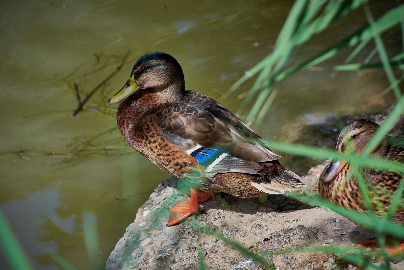 Nikon D7200 sample photo. Duck, feathers, animals photography