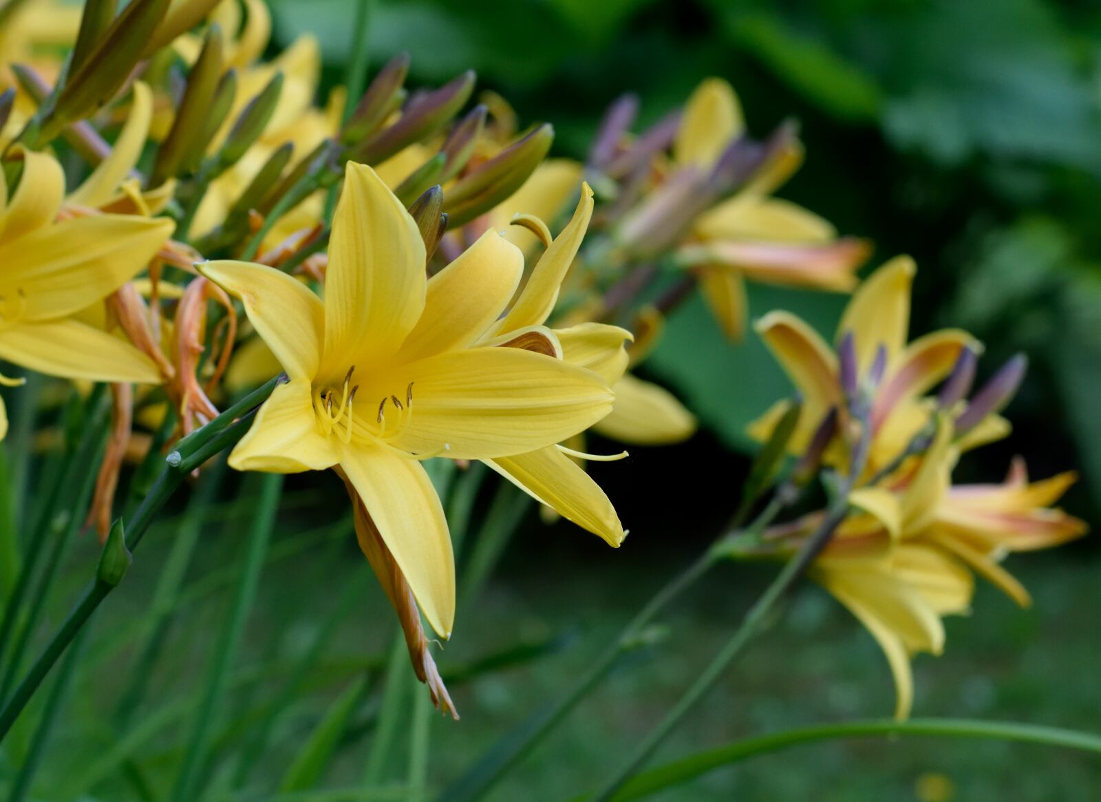 Nikon D3300 sample photo. Lily, daylily, iris photography