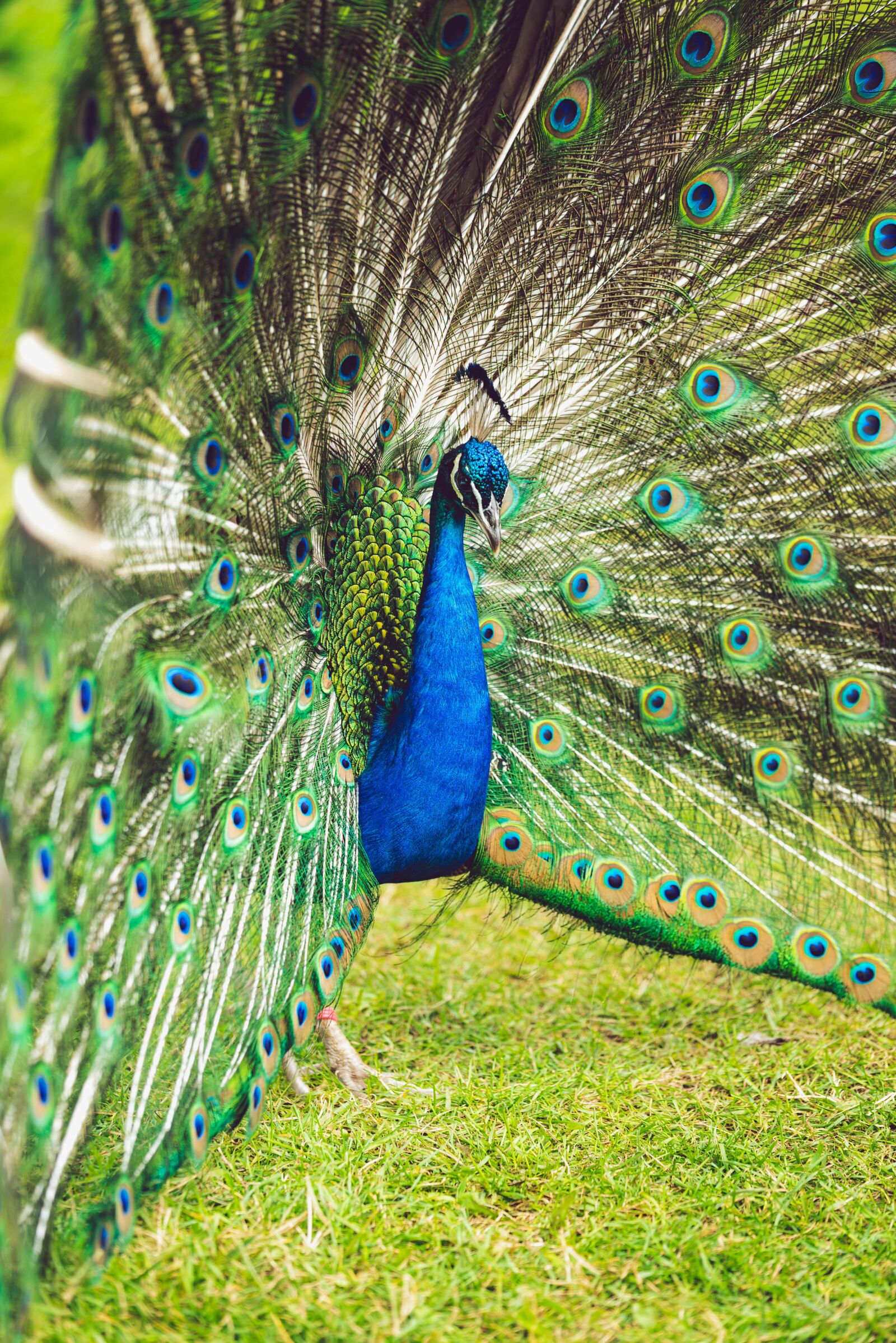 Nikon D750 sample photo. Peacock, plumage, bird photography